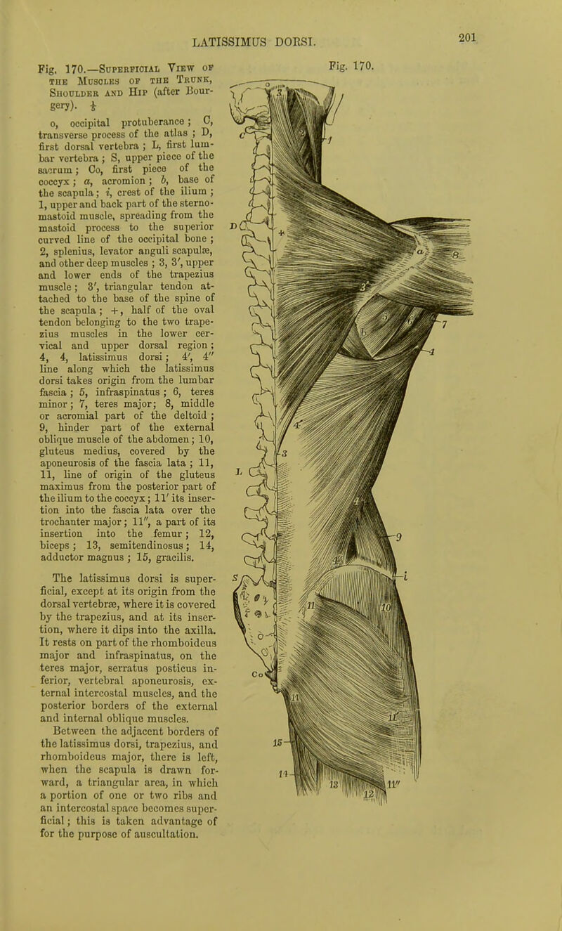 LATISSIMUS DORSI. THE Muscles op tue Trunk, Shoulder and Hip (after Bour- gery). i 0, occipital protuberance; C, transverse process of the atlas ; D, first dorsal vertebra ; L, first lum- bar vertebra ; S, upper piece of the sacrum; Co, first piece of the coccyx; a, acromion; h, base of the scapula; i, crest of the ilium ; 1, upper and back part of the sterno- mastoid muscle, spreading from the mastoid process to the superior curved line of the occipital bone ; 2, splenius, levator anguli scapulse, and other deep muscles ; 3, 3', upper and lower ends of the trapezius muscle; 3', triangular tendon at- tached to the base of the spine of the scapula; -1-, half of the oval tendon belonging to the two trape- zius muscles in the lower cer- vical and upper dorsal region; 4, 4, latissimus dorsi; 4', 4 line along which the latissimus dorsi takes origin from the lumbar fascia ; 5, infraspinatus ; 6, teres minor; 7, teres major; 8, middle or acromial part of the deltoid ; 9, hinder part of the external oblique muscle of the abdomen; 10, gluteus medius, covered by the aponeurosis of the fascia lata ; 11, 11, line of origin of the gluteus maximus from the posterior part of the ilium to the coccyx; 11' its inser- tion into the fascia lata over the trochanter major; 11, a part of its insertion into the femur; 12, biceps ; 13, semitendinosus; 14, adductor magnus ; 15, gracilis. The latissimus dorsi is super- ficial, except at its origin from the dorsal vertebrae, where it is covered by the trapezius, and at its inser- tion, where it dips into the axilla. It rests on part of the rhomboideus major and infraspinatus, on the teres major, serratus posticus in- ferior, vertebral aponeurosis, ex- ternal intercostal muscles, and the posterior borders of the external and internal oblique muscles. Between the adjacent borders of the latissimus dorsi, trapezius, and rhomboideus major, there is left, when the scapula is drawn for- ward, a triangular area, in which a portion of one or two ribs and an intercostal space becomes super- ficial ; this is taken advantage of for the purpose of auscultation.
