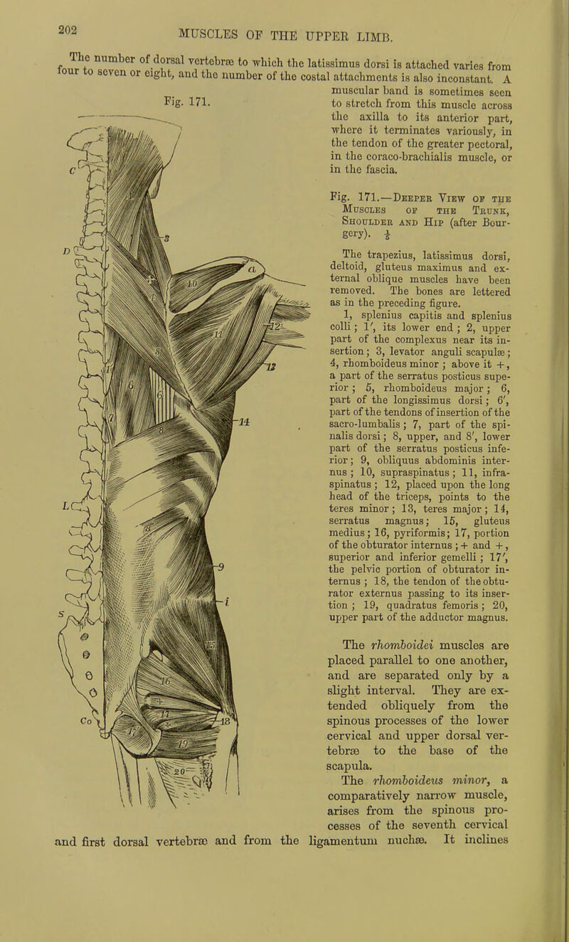 The four to number of dorsal vertebrre to which the latissimus dorsi is attached varies from seven or eight, and the number of the costal attachments is also inconstant. A muscular band is sometimes seen Pig- 171. to stretch from this muscle across the axilla to its anterior part, where it terminates variously, in the tendon of the greater pectoral, in the coraco-brachialis muscle, or in the fascia. Fig. 171.—Deeper View op the M0SOLES OP THE TrUNK, Shoulder akd Hip (after Bour- gery). i The trapezius, latissimus dorsi, deltoid, gluteus maximus and ex- ternal oblique muscles have been removed. The bones are lettered as in the preceding figure. 1, splenius capitis and splenius colli; 1', its lower end ; 2, upper part of the complexus near its in- sertion ; 3, levator anguli scapulse ; 4, rhomboideus minor ; above it +, a part of the serratus posticus supe- rior ; 5, rhomboideus major; 6, part of the longissimus dorsi; 6', part of the tendons of insertion of the sacro-lumbalis; 7, part of the spi- nalis dorsi; 8, upper, and 8', lower part of the serratus posticus infe- rior ; 9, obliquus abdominis inter- nus ; 10, supraspinatus; 11, infra- spinatus ; 12, placed upon the long head of the triceps, points to the teres minor; 13, teres major; 14, serratus magnus; 15, gluteus medius; 16, pyriformis; 17, portion of the obturator internus ; + and +, superior and inferior gemelli; 17', the pelvic portion of obturator in- ternus ; 18, the tendon of the obtu- rator externus passing to its inser- tion ; 19, quadratns femoris; 20, upper part of the adductor magnus. The rhomboidei muscles are placed parallel to one another, and are separated only by a slight interval. They are ex- tended obliquely from the spinous processes of the lower cervical and upper dorsal ver- tebrsB to the base of the scapula. The rhomboideus mmor, a comparatively narrow muscle, arises from the spinous pro- cesses of the seventh cervical and first dorsal vertebrae and from the ligamentum nuchoe. It inclines