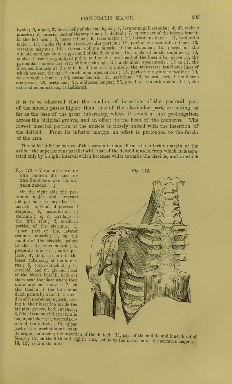 206 hyoid- 3, upper, 3', lower belly of the omo-hyoid; 4, levator anguli scapulas; 4', 4', scalene muscles; 5, anterior part of the trapezius ; b, deltoid; 7, upper part of the triceps brachii in the left arm ; 8, teres minor ; 9, teres major ; 10, latissimus dorsi; 11, pectoralis major ; 11', on the right side its clavicular portion ; 12, part of the pectoralis minor ; 13, Berratus raagnus ; 14, external oblique muscle of the abdomen; 15, placed on the xiphoid cartilage at the upper end of the linea alba ; 15', is placed on the umbilicus ; 16, is placed over the symphysis pubis, and at the lower end of the linea alba, above 16, the pyramidal muscles are seen shining through the abdominal aponeurosis; 15 to 17, the linea semilunaris at the outside of the rectus muscle, the transverse tendinous lines of which are seen through the abdominal aponeurosis ; 18, part of the gluteus medius ; 19, tensor vaginre femoris ; 20, rectus femoris ; 21, sartorius ; 22, femoral part of the iliacus and psoas; 23, peclineus ; 24, adductor longus; 25, gracilis. On either side of 16, the external adominal ring is indicated. it is to be observed that the tendon of insertion of the pectoral part of the muscle passes higher than that of the clavicular part, extending as far as the base of the great tuberosity, where it sends a thin prolongation across the bicipital groove, and an offset to the head of the humerus. The lowest inserted portion of the muscle is closely united with the insertion of the deltoid. From its inferior margin an offset is prolonged to the fascia of the arm. The folded inferior border of the pectoralis major forms the anterior margin of the axilla; the superior runs parallel with that of the deltoid muscle, from which it is sepa- rated only by a slight interval which becomes wider towards the clavicle, and in which Fig. 173.—View o? some ob THE DEEPER MuSOLBS OP THE Shoulder and Trunk, PROM BEFORE. ^ On the right side the pec- toralis major and external oblique muscles have been re- moved, a, coracoid process of scapula; 6, manubrium of sternum ; c, c, cartilage of the fifth ribs; d, ensiform portion of the sternum; 1, upper part of the. levator scapuljB muscle; 2, on the middle of the clavicle, points to the subclavius muscle ; 3, pectoralis minor; 4, subscapu- laris ; 4', its insertion into the lesser tuberosity of the hume- rus ; 5, coraco-brachialis; 6, coracoid, and 6', glenoid head of the biceps brachii, both cut short near the place where they nnite into one muscle ; 7, on the tendon of the latissimus dorsi, points by a line to the ten- don of the teres major, both pass- ing to their insertion inside the bicipital groove, both cut short; 8, folded tendon of the pectoralis major, cutshort; 9, inserted por- tion of the deltoid ; 10, upper part of the brachialis anticus at its origin, embracing the insertion of the deltoid Fig. 173. v;„«^„~. io ii. cf.u 1 • 11) part of the middle and inner head of n^j, Je^ti°:bdtrs.*'' -'^'^''''''''''''