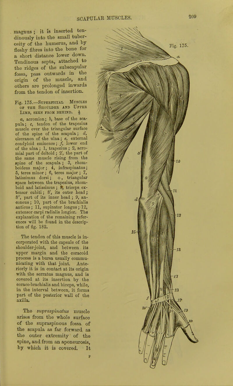 magnus ; it Is inserted ten- diuously iuto the small tuber- osity of the humerus, and by fleshy fibres iuto the bone for a short distance lower down. Tendinous septa, attached to the ridges of the subscapular fossa, pass outwards in the origin of the muscle, and others aro prolonged inwards from the tendon of insertion. Fig. 175.—SuPERFioiAL Muscles OF THE SnOULDEB AND UpPER Limb, seen from behind. ^ a, acromion; 6, base of the sca- pula; c, tendon of the trapezius muscle over the triangular surface of the spine of the scapula; d, olecranon of the ulna ; e, external condyloid eminence; /, lower end of the ulna ; 1, trapezius ; 2, acro- mial part of deltoid ; 2', the part of the same muscle rising from the spine of the scapula ; 3, rhom- boideus major; 4, infraspinatus; 5, teres minor ; 6, teres major ; 7, latissimus dorsi; -|-, triangular space between the trapezius, rhom- boid and latissimus ; 9, triceps ex- tensor cubiti; 8', its outer head ; 8, part of its inner head ; 9, an- coneus ; 10, part of the brachialis anticus ; 11, supinator longus ; 12, extensor carpi radialis longior. The explanation of the remaining refer- ences will be found in the descrip- tion of fig. 182. The tendon of this muscle is in- corporated with the capsule of the shoulder-joint, and between its upper margin and the coracoid process is a bursa usually commu- nicating with that joint. Ante- riorly it is in contact at its origin with the serratus magnus, and is covered at its insertion by the coraco-brachialis and biceps, while, in the interval between, it forms part of the posterior wall of the axilla. The sv/praspinatus muscle arises from the whole surface of the supraspinous fossa of the scapula as far forward as the outer extremity of the spine, and from an aponeurosis, by which it is covered. It