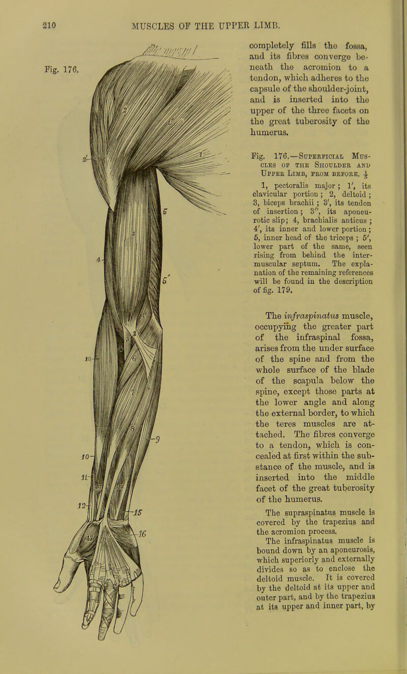 UPPER LIMB, completely fills the fossa, and its fibres converge bo- neatli the acromion to a tendon, which adheres to the capsule of the shoulder-joint, and is inserted into the upper of the three facets on the great tuberosity of the humerus. Fig. 176.—Superficial Mus- cles OP THE Shoulder and Upper Limb, prom before. 1, pectoralis major; 1', its clavicular portion ; 2, deltoid ; 3, biceps brachii ; 3', its tendon of insertion; 3, its aponeu- rotic slip; 4, bracliialis anticus ; 4', its inner and lower portion ; 5, inner head of the triceps ; 6', lower part of the same, seen rising from behind the inter- muscular septum. The expla- nation of the remaining references will be found iu the description of fig. 179. The infraspmatus muscle, occupying the greater part of the infraspinal fossa, arises from the under surface of the spine and from the whole surface of the blade of the scapula below the spine, except those parts at the lower angle and along the external border, to which the teres muscles are at- tached. The fibres converge to a tendon, which is con- cealed at first within the sub- stance of the muscle, and is inserted into the middle facet of the great tuberosity of the humerus. The supraspinatus muscle is covered by the trapezius and the acromion process. The infraspinatus muscle is bound down by an aponeurosis, which superiorly and externally divides so as to enclose the deltoid muscle. It is covered by the deltoid at its upper and outer part, and by the trapezius at its upper and imier part, by