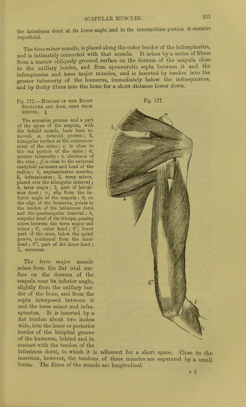 SCAPULAR MUSCLES. the latissimus dorsi at its lower angle, and in the intermediate portion it remains superficial. The teres minor musclo, is placed along the outer border of the infraspinatus, and is intimately connected with that muscle. It arises by a series of fibres from a narrow obliquely grooved surface on the dorsum of the scapula close to the axillary border, and from aponeurotic septa between it and tlie infraspinatus and teres major muscles, and is inserted by tendon into the greater tuberosity of the humerus, immediately below the infrappinatus, and by fleshy fibres into the bone for a short distance lower down. Fig. 177. Fig 177.—Mdsoles op the Right Shoulder and Arm, seen from BEHIND. 4 The acromion process and a part of the spine of the scapula, with the deltoid muscle, have been re- moved, a, coracoid process; b, triangular surface at the commouce- raent of the spine; c, is close to the cut portion of the spine ; d, greater tuberosity; e, olecranon of the ulna ; /, is close to the external condyloid eminence and head of the radius ; I, supraspinatus muscle; 2, infraspinatus; 3, teres minor, placed over the triangular interval; 4, teres major ; 5, part of latisijii- mus dorsi; +, slip from the in- ferior angle of the scapula; +, on the edge of the humerus, points to the tendon of the latissimus dorsi and the quadrangular interval; 6, scapular head of the triceps, passing above between the teres major and minor ; 6', outer head ; 6, lower part of the same, below the spiral groove, continued from the inner head ; 6', part of the inner head ; 7, anconeus. The teres major muscle arises from the flat oval sur- face on the dorsum of the scapula near its inferior angle, slightly from the axillary bor- der of the bone, and from the septa interposed between it and the teres minor and infra- spinatus. It is inserted by a flat tendon about two inches wide, into the inner or posterior border of the bicipital groove of the humerus, behind and in contact with the tendon of the latissimus dorsi, to which it is adherent for a short space. Close to tho insertion, however, the tendons of these muscles are separated by a small bursa. The fibres of the musclo are longitudinal. p 2