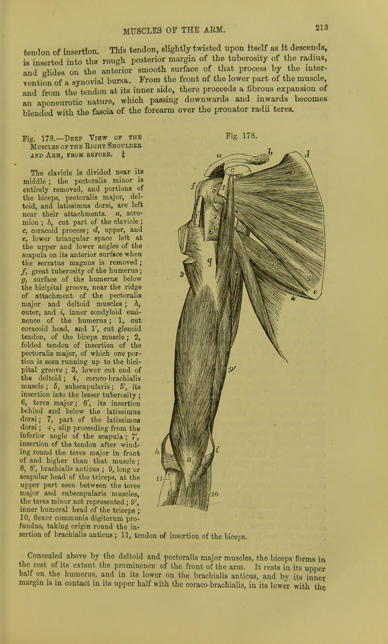 MUSCLES OF THE ARM. tendon of insertion. This tendon, slightly twisted upon itself as it descends, is inserted into the rough posterior margin of the tuberosity of the radius, and glides on the anterior smooth surface of that process by the inter- vention of a synovial bursa. From the front of the lower part of the muscle, and from the tendon at its inner side, there proceeds a fibrous expansion of an aponeurotic nature, which passing downwards and inwards becomes blended with the fascia of the forearm over the pronator radii teres. Fig. 178.—Peup View op the Fig. 1/8. Mdsclbs op the Riodt Shoulder AND Arm, from before. J The clavicle is divided near its middle; the pectoralis minor is entirely removed, and portions of the biceps, pectoralis major, del- toid, and latissimus dorsi, are left near their attachments, a, acro- mion ; 6, cut part of the clavicle; c, coracoid process; d, upper, and e, lower triangular space left at the upper and lower angles of the scapula on its anterior surface when the serratus magnus is removed; /, great tuberosity of the humems; g, surface of the humerus below the bicipital groove, near the ridge of attachment of the pectoralis major and deltoid muscles; h, outer, and i, inner condyloid emi- nence of the humerus; 1, cut coracoid head, and 1', cut glenoid tendon, of the biceps muscle; 2, folded tendon of insertion of the pectoralis major, of which one por- tion is seen running up to the bici- pital groove ; 3, lower cut end of the deltoid; 4, coraco-braohialis muscle; 5, subscapularis; 5', its insertion into the lesser tuberosity ; 6, teres major; 6', its insertion behind and below the latissimus dorsi; 7, part of the latissimus dorsi; +, slip proceeding from the inferior angle of the scapula; 7', insertion of the tendon after wind- ing round the teres major in front of and higher than that muscle ; 8, 8', brachialis anticus ; 9, long or scapular head of the triceps, at the upper part seen between the teres major and subscapularis muscles, the teres minor not represented; i)', inner humeral head of the triceps ; 10, flexor communis digitorum pro- fundus, taking origin round the in- sertion of brachialis anticus; 11, tendon of insertion of the biceps. Concealed above by the deltoid and pectoralis major muscles, the biceps forms in the rest of its extent the prominence of the front of the arm. It rests in its upper half on the humerus, and in its lower on the brachialis anticus, and by its inner margin is in contact in its upper half with the coraco-brachialis, in its lower with tho