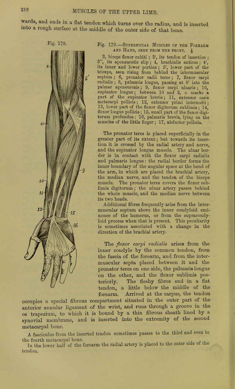 wards, and ends in a flat tendon wMcli turns over the radius, and is inserted into a rough surface at the middle of the outer side of that bone. Fig. 179. Fig. 179.—Superficial Muscles of tdk Forearm AND Hand, seen from tde front. \ 3, biceps flexor cubiti; 3', its tendon of insertion ; 3, its aponeurotic slip ; 4, bracbialis anticus; 4', its inner and lower portion ; 5', lower part of tbe triceps, seen rising from behind the intermuscular septum ; 6, pronator radii teres; 7, flexor carpi radialis; 8, palmaris longus, passing at 8' into the palmar aponeurosis; 9, flexor carpi ulnaris; 10, supinator longus; between 10 and 3, + marks a part of the supinator brevis; 11, extensor ossis metacarpi pollicis; 12, extensor primi intemodii; 13, lower part of the flexor digitorum sublimis ; 14, flexor longus pollicis; 15, small part of the flexor digi- torum profundus; 16, palmaris brevis, lying on the muscles of the little finger; 17, abductor pollicis. The pronator teres is placed superficially in the greater part of its extent; but towards its inser- tion it is crossed by the radial artery and nerve, and the supinator longus muscle. The ulnar bor- der is in contact with the flexor carpi radialis and palmaris longus: the radial border forms the inner boundary of the angular space at the bead of the arm, in which are placed the brachial artery, the median nerve, and the tendon of the biceps muscle. The pronator teres covers the flexor sub- limis digitorum; the ulnar artery passes behind the whole muscle, and the median nerve between its two heads. Additional fibres frequently arise from the inter- muscular septum above the inner condyloid emi- nence of the humerus, or from the supracondy- loid process when that is present. This peculiarity is sometimes associated with a change in the direction of the brachial artery. The flexor carpi radialis arises from the inner condyle by the common tendon, from the fascia of the forearm, and from the inter- muscular septa placed between it and the pronator teres on one side, the palmaris longus on the other, and the flexor sublimis pos- teriorly. The fleshy fibres end in a flat tendon, a little below the middle of the forearm. Arrived at the carpus, the tendon occupies a special fibrous compartment situated in the outer part of the anterior annular ligament of the wrist, and runs through a groove in the OS trapezium, to which it is bound by a thin fibrous sheath lined by a synovial membrane, and is inserted into the extremity of the second metacarpal bone. A fasciculus from the inserted tendon sometimes passes to the third and even to the fourth metacarpal bone. In the lower half of the forearm the radial artery is placed to the outer side ot the tendon.