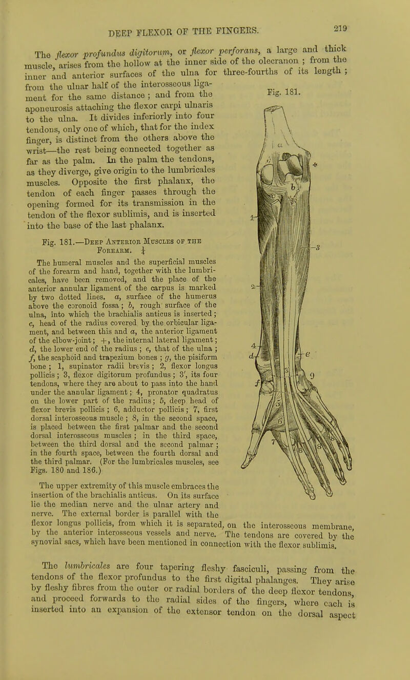 The flexor profundus digitorum, or flexor perforans, a large and thick muscle, arises from the hollow at the inner side of the olecranon ; from the inner and anterior surfaces of the ulna for three-fourths of its length ; from the ulnar half of the interosseous liga- ment for the same distance ; and from the Fig- 181, aponeurosis attachmg the flexor carpi ulnaris to the uhia. It divides inferiorly into four tendons, only one of which, that for the index finger, is distinct from the others above the ■yyriat—the rest being connected together as fiir as the palm. In the palm the tendons, as they diverge, give origin to the lumbricales muscles. Opposite the first phalanx, the tendon of each finger passes through the opening fonned for its transmission in the tendon of the flexor sublimis, and is inserted into the base of the last phalanx. Fig. 181.—Deep Anterior Muscles op the Forearm. ^ The Lumeral muscles and the superficial muscles of the forearm and hand, together with the lumbri- cales, have been removed, and the place of the anterior annular ligament of the carpus is marked by two dotted lines, a, surface of the humerus above the coronoid fossa; 6, rough surface of the ulna, into which the brachialis anticus is inserted; c, head of the radius covered by the orbicular liga- ment, and between this and a, the anterior ligament of the elbow-joint; -I-, the internal lateral ligament; d, the lower end of the radius ; e, that of the ulna ; /, the scaphoid and trapezium bones ; g, the pisiform bone ; 1, supinator radii brevis ; 2, flexor longus poUicis ; 3, flexor digitorum profundus ; 3', its four tendons, where they are about to pass into the hand under the annular ligament; 4, pronator quadratus on the lower part of the radius; 5, deep head of flexor brevis pollicis ; 6, adductor pollicis; 7, first dorsal interosseous muscle ; 8, in the second space, is placed between the first palmar and the second dorsal interosseous muscles ; in the third space, between the third dorsal and the second palmar ; in the fourth space, between the fourth dorsal and the third palmar. (For the lumbricales muscles, see Figs. 180 and 186.) The upper extremity of this muscle embraces the insertion of the brachialis anticus. On its surface lie the median nerve and the ulnar artery and nerve. The external border is parallel with the flexor longus pollicis, from which it is separated, on the interosseous membrane by the anterior interosseous vessels and nerve. The tendons are covered by the synovial sacs, which have been mentioned in connection with the flexor sublimis The lumhr^cales are four tapering fleshy fasciculi, passing from the tendons of the flexor profundus to the first digital phalanges. They arise by fleshy fibres from the outer or radial borders of the deep flexor tendons and proceed forwards to the radial sides of the fingers, where cicli is inserted into an expansion of the extensor tendon on the dorsal asoect