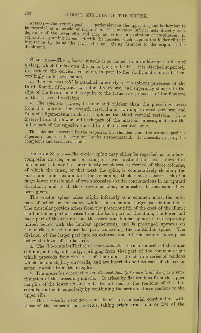 Actions.—The serratus posticus superior elevates the upper ribs, and is therefore to DC regarded as a muscle of inspiration. The serratus inferior acts directly as a depressor of the lower ribs, and may aid either in expiration or inspiration: in expiration by acting ia concert with the muscles which depress the higher ribs • in inspiration by fixing the lower ribs and giving firmness to the origin of'the diaphragm. ° o e> Splenitjs.—The sphnius muscle is so named from its having the form of a strap, which binds down the parts lying under it. It is attached superiorly in part to the cervical vertebrae, in part to the skull, and is described ac- cordingly under two names. a. The splenius colli is attached inferiorly to the spinous processes of the third, fourth, fifth, and sixth dorsal vertebra, and superiorly along with the slips of the levator anguli scapulae to the transverse processes of the first two or three cervical vertebrae. h. The splenius capitis, broader and thicker than the preceding, arises from the spines of the seventh cervical and two upper dorsal vertebrsB, and from the ligamentum nuchae as high as the third cervical vertebra. It is inserted into the lower and back part of the mastoid process, and into the outer part of the superior curved line of the occipital bone. The splenius is covered by the trapezius, the rhomboid, and the serratus posticus superior; and on the cranium by the sterno-mastoid. It conceals, in part, the complexus and trachelo-mastoid. Erectoe, Spinje.—The erRctor spinoB may either be regarded as one large composite muscle, or as consisting of seven distinct muscles. Viewed as one muscle it may be conveniently considered as formed of three columns, of which the inner, or that next the spine, is comparatively slender ; the outer and inner columns of the remaining thicker mass consist each of a large lower muscle and of two successive slender continuations in an upward direction ; and to all these seven portions, or muscles, distinct names have been given. The erector spinae takes origin inferiorly as a common mass, the outer part of which is muscular, while the inner and larger part is tendinous. The muscular portion arises from the posterior fifth of the crest of the ilium; the tendinous portion arises from the back part of the ilium, the lower and back part of the sacrum, and the sacral and lumbar spines; it is inseparably united below with the lumbar aponeurosis, and is prolonged upwards on the surface of the muscular part, concealing the multifidus spinae. The division of the larger part into an external and internal column takes place below the level of the last rib. a. The ilio-costalis (Theile) or sacro-lumhalis, the main muscle of the outer column, is fleshy inferiorly, springing from that part of the common origin which proceeds from the crest of the ilium ; it ends in a series of tendons which incline slightly outwards, and are inserted one into each of the six or seven lowest ribs at their angles. b. The musculus accessorius ad ilio-costalem {ad sacro-lumhalem) is a con- tinuation of the preceding muscle. It arises by flat tendons from the upper margins of the lower six or eight ribs, internal to the tendons of the ilio- costalis, and ends superiorly by continuing the series of those tendons to the upper ribs. c. The cervicalis ascendens consists of slips in serial continuation with those of the musculus accessorius, taking origin from four or five of the