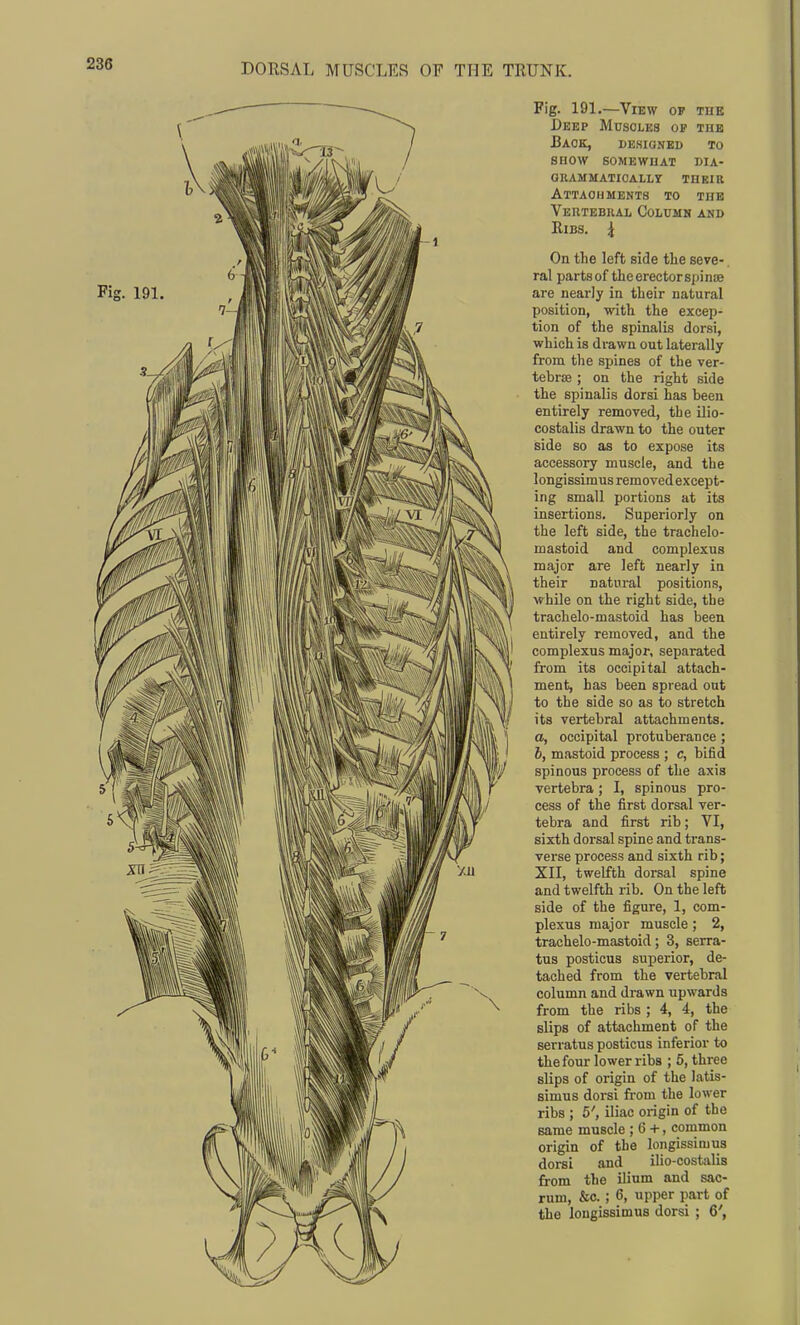 Fig. 191.—View of the Deep Muscles op tub Back, designed to show somewoat dia- okammaticallt thbiil Attachments to tub Veiitebkal Column and Bibs. | On the left side the seve- ral partsof theerectorspinaj are nearly in their natural position, with the excep- tion of the spinalis dorsi, which is drawn out laterally from tlie spines of the ver- tebrae ; on the right side the spinalis dorsi has been entirely removed, the ilio- costalis drawn to the outer side so as to expose its accessory muscle, and the longissimus removed except- ing small portions at its insertions. Superiorly on the left side, the trachelo- mastoid and complexus major are left nearly in their natural positions, while on the right side, the trachelo-mastoid has been entirely removed, and the complexus major, separated from its occipital attach- ment, has been spread out to the side so as to stretch its vertebral attachments. a, occipital protuberance ; b, mastoid process ; c, bifid spinous process of the axis vertebra; I, spinous pro- cess of the first dorsal ver- tebra and first rib; VI, sixth dorsal spine and trans- verse process and sixth rib; XII, twelfth dorsal spine and twelfth rib. On the left side of the figure, 1, com- plexus major muscle; 2, trachelo-mastoid; 3, serra- tus posticus superior, de- tached from the vertebral column and drawn upwards from the ribs ; 4, 4, the slips of attachment of the serratus posticus inferior to the four lower ribs ; 6, three slips of origin of the latis- simus dorsi from the lower ribs ; 5', iliac origin of the same muscle ; 6 +, common origin of the longissimus dorsi and ilio-costalis from the ilium and sac- rum, &c. ; 6, upper part of the longissimus dorsi ; 6',