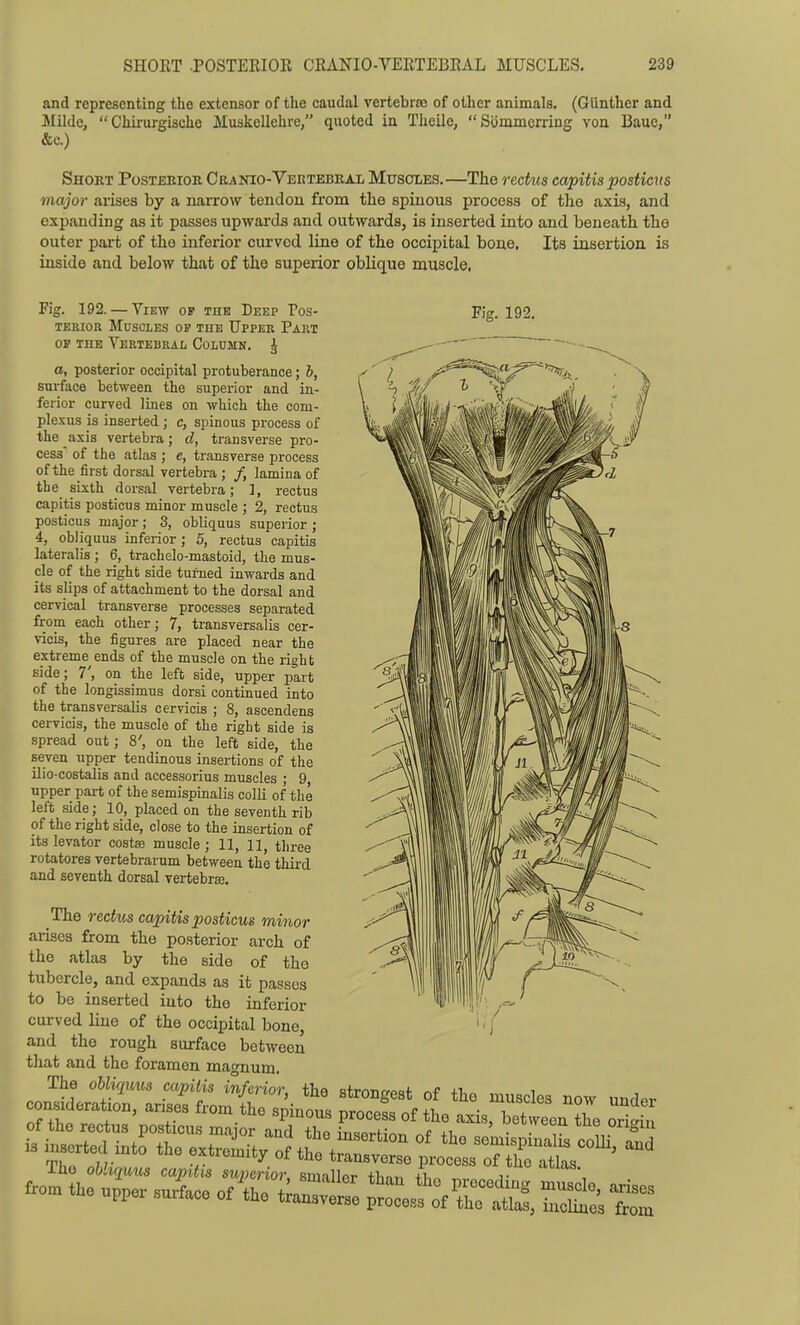 and representing the extensor of the caudal vertebra? of other animals, (Giinther and Milde,  Chirurgische Muskellehre/' quoted in Theile, Sommcrring von Baue, &c.) Short Posterior Cranio-Vertebral Muscles.—The rectus capitis posticus major arises by a narrow tendon from the spinous process of the axis, and expanding as it passes upwards and outwards, is inserted into and beneath the outer part of the inferior curved line of the occipital bone. Its insertion is inside and below that of the superior oblique muscle, Fig. 192. Fig. 192. — View op the Deep Pos- TERiOR Muscles op the Upper Part OP the Vertebral Column. ^ a, posterior occipital protuberance; b, surface between the superior and in- ferior curved lines on which the com- plexus is inserted ; c, spinous process of the axis vertebra; d, transverse pro- cess of the atlas ; e, transverse process of the first dorsal vertebra ; /, lamina of the_ sixth dorsal vertebra; 1, rectus capitis posticus minor muscle ; 2, rectus posticus major; 3, obliquus superior; 4, obliquus inferior; 5, rectus capitis lateralis; 6, trachelo-mastoid, the mus- cle of the right side turned inwards and its slips of attachment to the dorsal and cervical transverse processes separated from each other; 7, transversalis cer- vicis, the figures are placed near the extreme ends of the muscle on the right side; 7', on the left side, upper part of the longissimus dorsi continued into the transversalis cervicis ; 8, ascendens cervicis, the muscle of the right side is spread out; 8', on the left side, the seven upper tendinous insertions of the ilio-costalis and accessorius muscles ; 9, upper part of the semispinalis colli of the left side; 10, placed on the seventh rib of the right side, close to the insertion of its levator costse muscle ; 11, 11, three rotatores vertebrarum between the third and seventh dorsal vertebrse. The rectus capitis posticus minor arises from the posterior arch of the atlas by the side of the tubercle, and expands as it passes to be inserted into the inferior curved line of the occipital bone, and the rough surface between that and the foramen magnum. The oUiqims capitis ilferior, the strongest of the muscles now undpr consrderatxon, anses from the spinous procefs of the axis,Ttween Jhe orig n