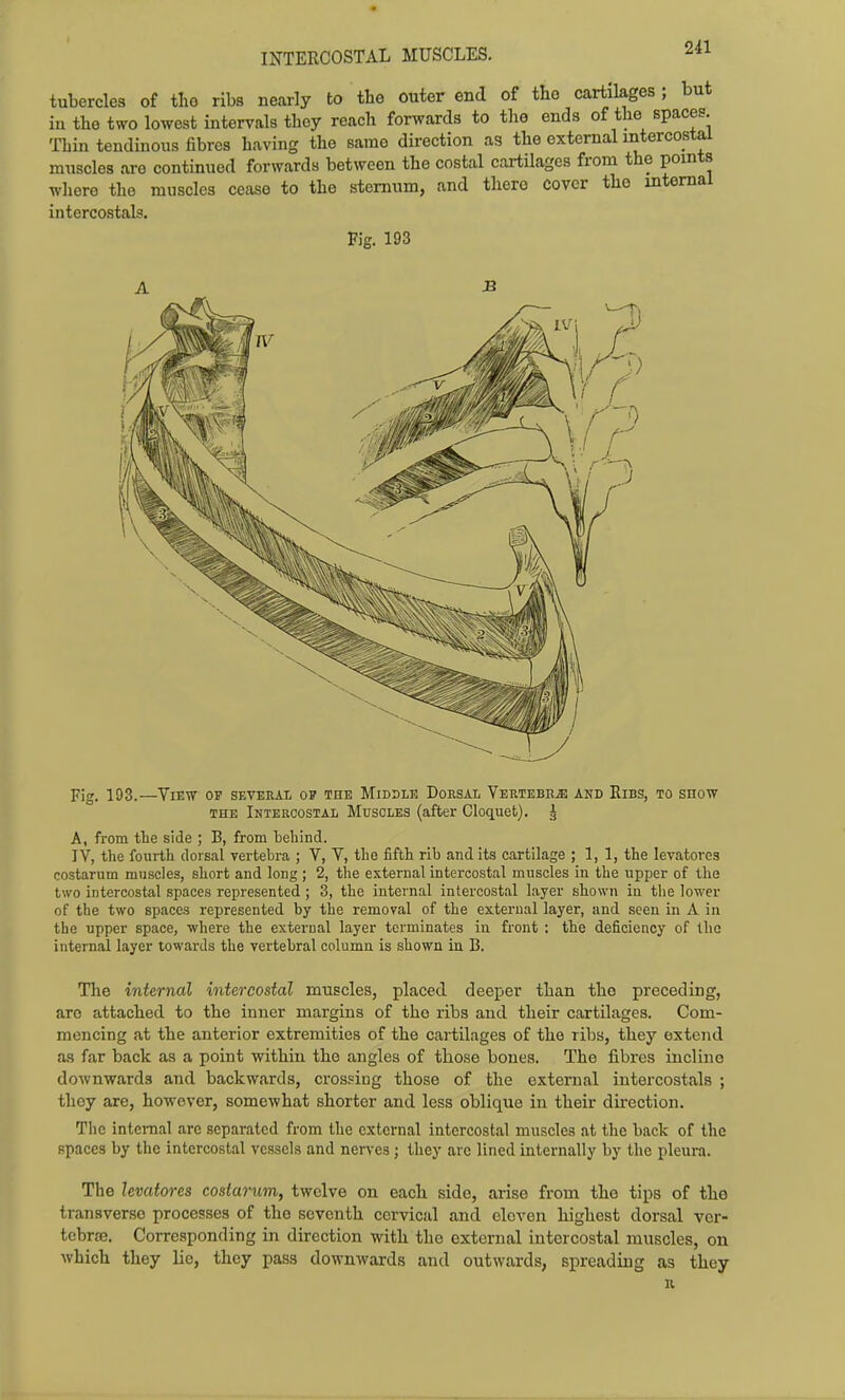INTERCOSTAL MUSCLES. tubercles of tlio ribs nearly to the outer end of the cartilages; but in the two lowest intervals they reach forwards to the ends of the spaces. Thin tendinous fibres having the same direction as the external intercostal muscles are continued forwards between the costal cartilages from the points wliere the muscles cease to the sternum, and there Cover the internal intercostals. Fig. 193 Fig. 193.—YiEW OF SEVEEAIi OP THE MlDDLE DoRSAL VeRTEBR^ AHD EiBS, TO SHOW THE Intercostal Muscles (after Cloquet). J A, from the side ; B, from beliind. IV, the fourth dorsal vertebra ; V, V, the fifth rib and its cartilage ; 1, 1, the levatovea costarum muscles, short and long ; 2, the external intercostal muscles in the upper of the two intercostal spaces represented ; 3, the internal intercostal layer shown in the lower of the two spaces represented by the removal of the extei'ual layer, and seen in A in the upper space, where the external layer terminates in front : the deficiency of the internal layer towards the vertebral column is shown in B. The internal intercostal muscles, placed deeper than the preceding, are attached to the inner margins of the ribs and their cartilages. Com- mencing at the anterior extremities of the cartilages of the ribs, they extend as far back as a point within the angles of those bones. The iibres incline downwards and backwards, crospiog those of the external intercostals ; they are, however, somewhat shorter and less oblique in their direction. The intcmal arc separated from the external intercostal muscles at the back of the spaces by the intercostal vessels and nerves ; they are lined internally by the pleura. The levatores cosiarum, twelve on each side, arise from the tips of tho transverse processes of tho seventh cervical and eleven highest dorsal ver- tebrte. Corresponding in direction with the external intercostal muscles, on which they lie, they pass downwards and outwards, spreading as they R