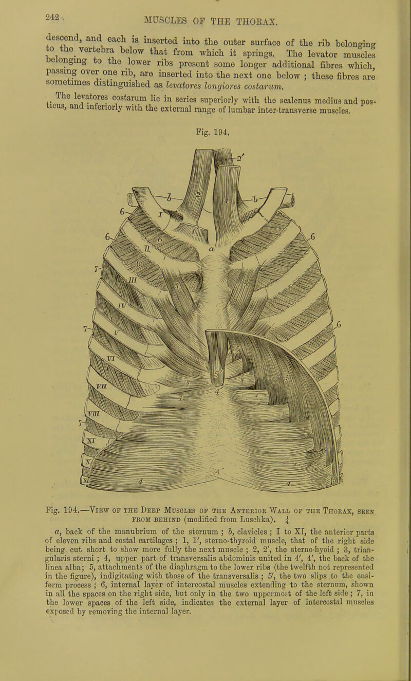 descend, and each is inserted into tlie outer surface of the rib beloncing to tlie_ vertebra below that from which it springs. The levator muscles Deiongmg to the lower ribs present some longer additional fibres which passing over one rib, are inserted into the next one below ; these fibres are sometimes distinguished as levatores longiores costarum. The levatores costarum lie in series superiorly with the scalenus mediug and pos- ticus, and inferiorly with the external range of lumbar inter-transverse muscles. Fig. 194. Fig. 194.—ViKW OF THE Deep Muscles op the Anteriok Wall of the Thorax, seen FROM behind (modified from Lusclika). 5 a, back of the manutriiim of tlie sternum ; 6, clavicles ; I to XI, the anterior parts of eleven ribs and costal cartilages ; 1, 1', sterno-thyroid muscle, that of the right side being, cut short to show more fully the next muscle ; 2, 2', the sterno-hyoid ; 3, trian- gularis sterni; 4, upper part of transversalis abdominis united in 4', 4', the back of tbe linea alba; 5, attachments of the diaphragm to the lower ribs (the twelfth not represented in the figure), indigitating with those of the transversalis ; 6', the two slips to the eusi- form process ; 6, internal layer of intercostal muscles extending to the sternum, shown in all the spaces on the right side, but only in the two uppermost of the left side ; 7, in the lower spaces of the left side, indicates the external layer of intercostal muscles exposed by removing the internal layer.