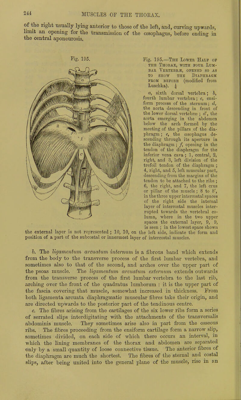 of the riglit usually lying anterior to those of the left, and, curving upwards, limit an opening for tlie transmission of the oesophagus, before ending in the central aponeurosis. Fig. 195.—The Lower Halp ot/ THE Thorax, with four Lum- bar Vertebrjj, opened so as TO snow THE Diaphragm from before (modified from Luschka). ^ a, sixth dorsal vertebra; b, fourth lumbar vertebra; c, ensi- form process of the sternum; d, the aorta descending in front of the lower dorsal vertebraj ; d', the aorta emerging in the abdomen below the arch formed by the meeting of the pillars of the dia- phragm ; e, the cesophagus de- scending through its aperture in the diapliragm ; /, opening in the tendon of the diaphragm for the inferior vena cava ; 1, central, 2, right, and 3, left division of the trefoil tendon of the diaphragm ; 4, right, and 5, left muscular part, descending from the margins of the tendon to be attached to the ribs ; 6, the right, and 7, the left crus or pillar of the muscle ; 8 to 8', in the three upper intercostal spaces of the right side the internal layer of intercostal muscles inter- rupted towards the vertebral co- lumn, where in the two upper is seen ; in the lowest space shown the external layer is not represented ; 10, 10, on the left side, indicate the form and position of a part of the subcostal or innermost layer of intercostal muscles. h. The ligamentum areuatum internum is a fibrous band which extends from the body to the transverse process of the first lumbar vertebra, and sometimes also to that of the second, and arches over the upper part of the psoas muscle. The ligamentum areuatum externum extends outwards from the transverse process of the first lumbar vertebra to the last rib, arching over the front of the quadratus lumborum : it is the upper part of the fascia covering that muscle, somewhat increased in thickness. From both ligamenta arcuata diaphragmatic muscular fibres take their origin, and are directed upwards to the posterior part of the tendinous centre. c. The fibres arising from the cartilages of the six lower ribs form a series of serrated slips interdigitating with the attachments of the transversaHs abdominis muscle. They sometimes arise also in part from the osseous ribs. The fibres proceeding from the ensiform cartilage form a narrow slip, sometimes divided, on each side of which there occurs an interval, in which the lining membranes of the thorax and abdomen are separated only by a small quantity of loose connective tissue. The anterior fibres of the diaphragm are much the shortest. The fibres of the sternal and costal slips, after being united into the general plane of the muscle, rise in an Fig. 195.