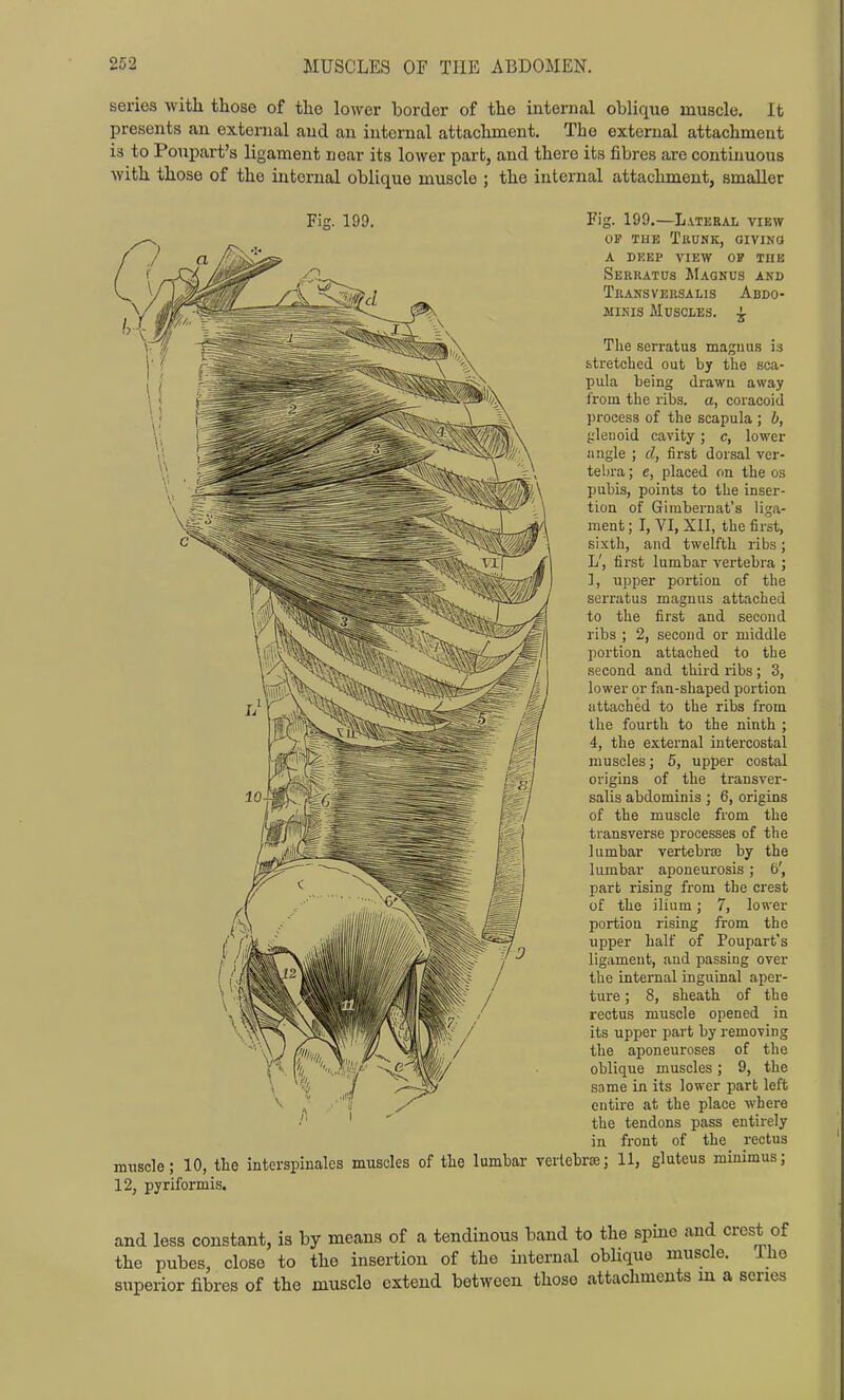 series with those of the lower border of the internal oblique muscle. It presents an external and an internal attachment. The external attachment is to Poupart'a ligament near its lower part, and there its fibres are continuous with those of the internal oblique muscle ; the internal attachment, smaller Fig. 199. Pig. 199.—Lateral view OF THE TllUNK, GIVING a dkep view op the Serkatus Magnus and Transveksalis Abdo- minis Muscles. ^ The serratus maguus is stretched out by the sca- pula being drawn away from the ribs, a, coracoid process of the scapula ; h, jzlenoid cavity; c, lower angle ; d, first dorsal ver- tebra ; e, placed on the os pubis, points to the inser- tion of Gimbernat's liga- ment ; I, VI, XII, the first, sixth, and twelfth ribs; L', first lumbar vertebra ; ], iipper portion, of the serratus magnus attached to the first and second ribs ; 2, second or middle portion attached to the second and third ribs; 3, lower or fan-shaped portion attached to the ribs from the fourth to the ninth ; 4, the external intercostal muscles; 5, upper costal origins of the transver- salis abdominis ; 6, origins of the muscle from the transverse processes of the lumbar vertebrae by the lumbar aponeurosis; 6', part rising from the crest of the ilium; 7, lower portion rising from the upper half of Poupart's ligament, and passing over the internal inguinal aper- ture ; 8, sheath of the rectus muscle opened in its upper part by removing the aponeuroses of the oblique muscles; 9, the same in its lower part left entire at the place where the tendons pass entirely in front of the rectus muscle; 10, the interspinalcs muscles of the lumbar verlcbrse; 11, gluteus minimus; 12, pyriformis. and less constant, is by means of a tendinous band to the spine and crest of the pubes, close to the insertion of the internal obUque muscle. Iho superior fibres of the muscle extend between those attachments m a series