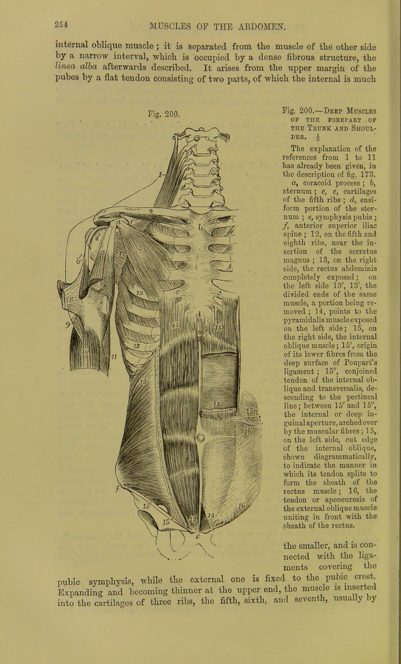 2o4 internal oblique muscle ; it is separated from the muscle of the other side by a nan-ow interval, which is occupied by a dense fibrous structure, the Unea alba afterwards described. It arises from the upper margin of the pubes by a flat tendon consisting of two parts, of which the internal is much Fig. 200. Fig. 200.—Deep Muscles OP THE FOREPART OP THE Trunk and Shoul- der, j; The explanation of the references from 1 to 11 has already been given, ia the description of fig. 173. a, coracoid proce.ss ; b, sternum; c, c, cartilages of the fifth ribs ; d, ensi- form portion of the ster- num ; e, symphysis pubis ; /, anterior superior iliac spine ; 12, on the fifth and eighth ribs, near the in- sertion of the serratus magnus ; 13, on the right side, the rectus abdominis completely exposed; on tlie left side 13', 13', the divided ends of the same muscle, a portion being re- moved ; 14, points to the pjTamidalis muscle exposed on the left side; 15, on the right side, the internal oblique muscle; 15', origin of its lower fibres from the deep surface of Poupai-t's ligament; 15, conjoined tendon of the internal ob- lique and transversalis, de- scending to the pectineal line; between 15' and 15, the internal or deep in- guinal aperture, arched over by the muscular fibres; 15, on the left side, cut edge of the internal oblique, shown diagrammatically, to indicate the manner in which its tendon splits to form the sheath of the rectus muscle; 16, the tendon or aponeurosis of the external oblique muscle uniting in front with the sheath of the rectus. the smaller, and is con- nected with the liga- ments covering the pubic symphysis, while the external one is fixed to the pubic crest Expanding and becoming thinner ab the upper end, the muscle is inserted into the cartilages of three ribs, the fifth, sixth, and seventh, usually by