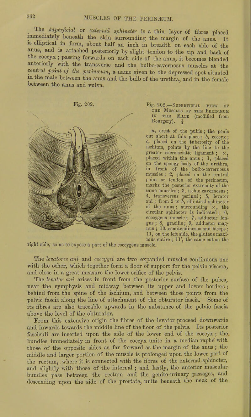 2G2 ^ The supcrjlcial or external sphincter is a thia layer of fibres placed immediately beneath the skin surrounding the margin of the anus. It 13 elUptical in form, about half an inch in breadth on each side of the anus, and is attached posteriorly by slight tendon to the tip and back of the coccyx ; passing forwards on each side of the anus, it becomes blended anteriorly with the transverse and the bulbo-cavernosus muscles at the central point of the perincBum, a name given to the depressed spot situated m the male between the anus and the bulb of the lurethra, and in the female between the anus and vulva. Fig. 202. Fig. 202.—Superficial view op THE Muscles op the Perinjjcm IN THE Male (modified from Bourgery). ^ a, crest of the pubis; the penis cut short at this place ; b, coccyx ; c, placed on the tuberosity of the ischium, points by the line to the greater sacro-sciatic ligament ; x, placed within the anus ; 1, placed on the spongy body of the urethra, in front of the bulbo-cavernosus muscles ; 2, placed on the central point or tendon of the perinseum, marks the posterior extremity of the same muscles ; 3, ischio-cavernosus ; 4, transversus perinsei; 5, levator ani ; from 2 to h, elliptical sphincter of the anus ; surrounding x, the circular sphincter is indicated ; 6, coccygeus muscle ; 7, adductor lon- gus ; 8, gracilis; 9, adductor mag- nus ; 10, semitendinosus and biceps ; 11, on the left side, the gluteus maxi- mus entire ; 11', the same cut on the right side, so as to expose a part of the coccygeus muscle. The levatores ani and coccygei are two expanded muscles continuous one with the other, which together form a floor of support for the pelvic viscera, and close in a great measure the lower orifice of the pelvis. The levator ani arises in front from the posterior surface of the pubes, near the symphysis and midway between its upper and lower borders ; behind from the spine of the ischium, and between those points from the pelvic fascia along the line of attachment of the obturator fascia. Some of its fibres are also traceable upwards in the substance of the pelvic fascia above the level of the obturator. From this extensive origin the fibres of the levator proceed downwards and inwards towards the middle line of the floor of the pelvis. Its posterior fasciculi are inserted upon the side of the lower end of the coccyx ; the. bundles immediately in front of the coccyx unite in a median raph^ with those of the opposite sides as far forward as the margin of the anus; the middle and larger portion of the muscle is prolonged upon the lower part of the rectum, where it is connected with the fibres of the external sphincter, and slightly with those of the internal ; and lastly, the anterior muscular bundles pass betweeji the rectum and the geuito-urinavy passages, and descending upon the side of the prostate, unite beneath the neck of the
