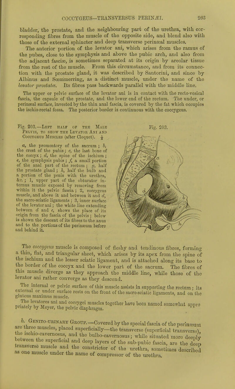 bladder, tHe prostate, and tlio neighbouring part of the urethra, with cor- responding fibres from the muscle of the opposite side, and blend also with those of the external sphincter and deep transverse perinoeal muscles. The anterior portion of the levator ani, which arises from the ramus of the pubes, close to the symphysis and above the pubic arch, and also from the adjacent fascire, is sometimes separated at its origin by areolar tissue from the rest of the muscle. From this circumstance, and from its connec- tion with the prostate gland, it was described by Sautorini, and since by Albinus and Sosmmerring, as a distinct miiscle, under the name of the levator prostatce. Its fibres pass backwards parallel with the middle line. The upper or pelvic surface of the levator ani is in contact with the recto-vesical fascia, the capsule of the prostate, and the lower end of the rectum. The under, or perinoeal surface, invested by the thin anal fiiscia, is covered by the fat which occupies the ischio-rectal fossa. The posterior border is continuous with the coccygcus. Fig. 203.—Left half of the Male ]Pelvis, to snow the Levator Ani and CocoTGEUs Muscles (after Cloquet). ^ a, the promontory of the sacrum ; 6, tlie crest of the pubis; c, the last bone of the coccyx; d, the spine of the ischium ; e, the symphysis pubis ; /, a small portion of the anal part of the rectum ; g, half the prostate gland ; h, half the bulb and a portion of the penis with the urethi-a, &c. ; 1, upper part of the obturator in- ternus muscle exposed by removing from within it the pelvic fascia ; 2, coccygeus muscle, and above it and between it and d, the sacro-sciatic ligaments ; 3, inner surface of the levator ani; the white line extending between d and e, shows the place of its origin from the fascia of the pelvis ; below is shown the descent of its fibres to the anus and to the portions of the perinseum before and behind it. Fig. 203. The coccygeals muscle is composed of fleshy and tendinous fibres, forming a thin, flat, and triangular sheet, which arises by its apex from the spine of the ischium and the lesser sciatic ligament, and is attached along its base to the border of the coccyx and the lower part of the sacrum. The fibres of this muscle diverge as they approach the middle line, while those of the levator ani rather converge as they descend. The internal or pelvic surface of this muscle assists in supporting the rectum • its external or under surface rests on the front of the sacro-sciatic ligaments, and on the gluteus maximus muscle. The Icvatores ani and coccygci muscles together have been named somewhat appro pnatcly by Meyer, the pelvic diaphragm. ^ ^ b Genito -urinaby Gkoup. -Covered by the special fascia of the perlnroum arc three muscles, placed superficially-the transverse (superficial transverse), the ischio-cavernosus and the bulbo-cavernosus; while situated more deeply Ween the .superficial and deep layers of the sub-pubic fascia, are the deep transverse muscle and the constrictor of the urethra, sometimes describe M one muscle under the name of compressor of the urethra