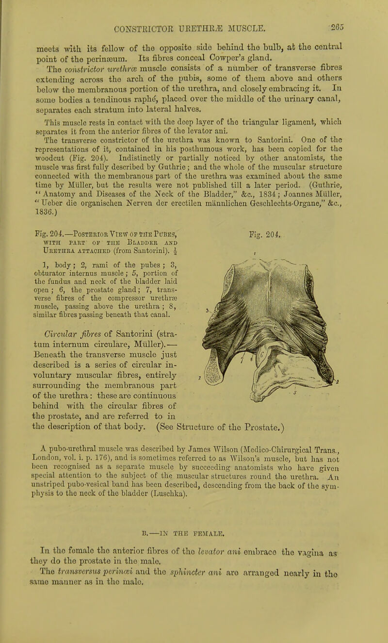 CONSTRICTOR URETHRiE MUSCLE. meets with its fellow of the opposite side behind the bulb, at the central point of the perina3um. Its fibres conceal Cowper's gland. The constrictor urethrce muscle consists of a number of transverse fibres extending across the arch of the pubis, some of them above and others below the membranous portion of the uretlira, and closely embracing it. In some bodies a tendinous raph($, placed over the middle of the urinary canal, separates each stratum into lateral halves. This muscle rests in contact with the deep layer of the triangular ligament, which separates it from the anterior fibres of the levator ani. The transverse constrictor of the urethra was known to Santorini. One of the representations of it, contained in his posthumous work, has been copied for the woodcut (Pig. 204). Indistinctly or partially noticed by other anatomists, the muscle was first fully described by Guthrie; and the whole of the muscular structure connected with the membranous part of the urethra was examined about the same time by Miiller, but the results were not published till a later period. (Guthrie, Anatomy and Diseases of the !Neck of the Bladder, &c., 1834 ; Joannes Miiller,  Ueber die organischen Nervea der erectilen miinnlichen Geschlechts-Organe, &c., 1836.) Fig. 204.—Posterior View OP THE PuBES, Fig. 204. WITH PART OF THE BLADDER AND Urethra attached (from Santorini). J 1, body; 2, rami of the pubes ; 3, obturator internus muscle; 5, portion of the fundus and neck of the bladder laid open ; 6, the prostate gland; 7, trans- verse fibres of the compressor urethras muscle, passing above the urethra ; 8, similar fibres passing beneath that canal. Circular fibres of Santorini (stra- tum internum circulaxe, Miiller).— Beneath the transverse muscle just described is a series of circular in- voluntary muscular fibres, entirely surrounding the membranous part of the lurethra: these are continuous behind with the circular fibres of the prostate, and are referred to in the description of that body. (See Structure of the Prostate.) A pubo-urethral muscle was described by James Wilson (Medico-Chirurgical Trans., London, vol. i. p. 176), and is sometimes referred to as Wilson's muscle, but has not been recognised as a separate muscle by succeeding anatomists who have given special attention to the subject of the muscular structures round the urethra. An unstripcd pubo-vcsical band has been described, descending from the back of the sym- physis to the neck of the bladder (Luschka). B.—IN THE FEMALE. In the female the anterior fibres of the levator ani embrace the vagina as they do the prostate in the male. The transversus perinoii and tlio spldncter ani aro arranged nearly in the same manner as in the male.