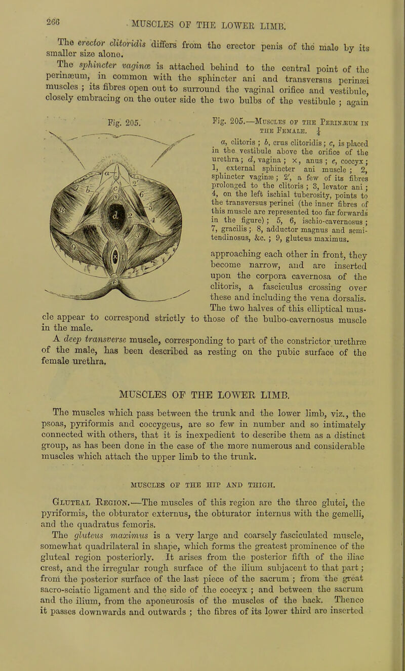The erector clitoridis differs from tlio erector penia of the male by its smaller size alono. The sjMncter vacjince is attached behind to the central point of the permaeimi,_ in common with the sphincter ani and transversus perincei muscles ; its fibres open out to surround the vaginal orifice and vestibule closely embracing on the outer side the two bulbs of the vestibule ; acrain Fig. 205. Fig. 205.—MUSCLUS of the PEKINiEnM IN TUB Female. | a, clitoris ; b, crus clitoridis; c, is placed in the vestibule above the orifice of the urethra; d, vagina ; x, anus ; c, coccyx ; 1, external sphincter ani muscle ; 2, sphincter vaginae; 2', a few of its fibres prolonged to the clitoris ; 3, levator ani; 4, on the left ischial tuberosity, points to the transversus perinei (the inner fibres of this muscle are represented too far forwards in the_ figure); 5, 6, ischio-cavernosus ; 7, gracilis; 8, adductor magnus and semi- tendinosus, &c. ; 9, gluteus maximus. approaching each other in front, they become narrow, and are inserted upon the corpora cavernosa of the clitoris, a fasciculus crossing over these and including the vena dorsahs. The two halves of this elliptical mus- cle appear to correspond strictly to those of the bulbo-cavernosus muscle in the male. A deep transverse muscle, corresponding to part of the constrictor urethraa of the male, has been described aa resting on the pubic surface of the female urethra. MUSCLES OF THE LOWER LIMB. The muscles which pass between the trunk and the lower limb, viz., the psoas, pyriformis and coccygeus, are so few in number and so intimately connected with others, that it is inexpedient to describe them as a distinct group, as has been done in the case of the more numerous and considerable muscles which attach the upper limb to the trunk. MUSCLES OP THE HIP AND THIGH. Gluteal Region.—The muscles of this region are the three glutei, the pyriformis, the obturator externus, the obturator internus Avith the gemelli, and the quadratus femoris. The gluteus maximus is a very large and coarsely fasciculated muscle, somewhat quadrilateral in shape, which forms the greatest prominence of the gluteal region posteriorly. It arises from the posterior fifth of the iliac crest, and the irregular rough surface of the ilium subjacent to that part; froni the posterior surface of the last piece of the sacrum ; from the gi-eat sacro-sciatic ligament and the side of the coccyx ; and between the sacrum and the ilium, from the aponeurosis of the muscles of the back. Thence it passes downwards and outwards ; the fibres of its lower third are inserted