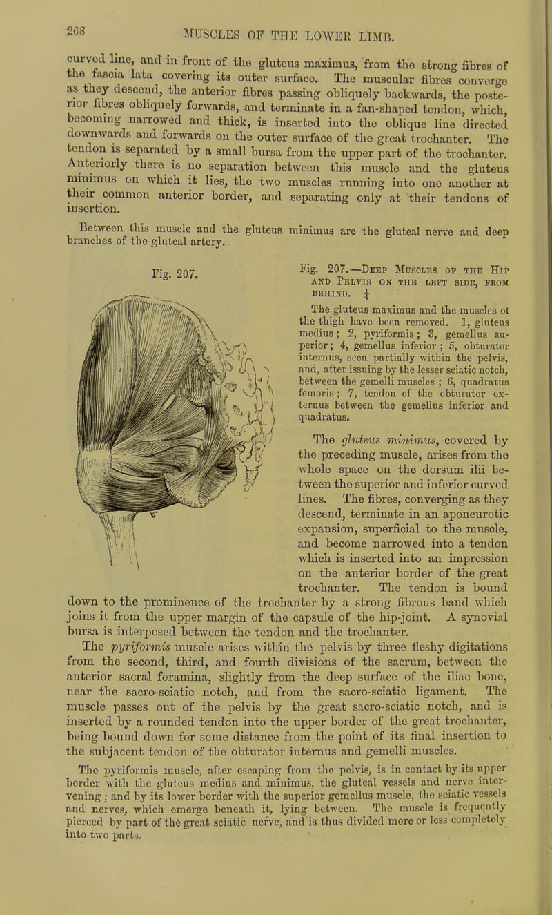 2C8 curved Ime, and in front of the gluteus maximus, from tlio 8tron<^ fibres of the fascia lata covering its outer surface. The muscular fibres converge as they descend, the anterior fibres passing obliquely backwards, the poste- rior fibres obliquely forwards, and terminate in a fan-shaped tendon, which, becoming narrowed and thick, is inserted into the oblique line directed downwards and forwards on the outer surface of the great trochanter. The tendon is separated by a small bursa from the upper part of the trochanter. Anteriorly there is no separation between this muscle and the gluteus minimus on which it lies, the two muscles running into one another at their common anterior border, and separating only at their tendons of insertion. Between this muscle and the gluteus minimus arc the gluteal nerve and deep branches of the gluteal artery. Fig. 207. Fig. 207.—Deep Muscles op the Hip AND Pelvis on the left side, from BEHIND. \ The gluteus maximus and the muscles ot the thigh liave been removed. 1, gluteus medius; 2, pyriformis; 3, gemellus su- perior ; 4, gemellus inferior ; 5, obturator internus, seen partially within the pelvis, and, after issuing by the lesser sciatic notch, between the gemelli muscles ; 6, quadratus femoris ; 7, tendon of the obturator ex- ternus between the gemellus inferior and quadratus. The gluteus minimus, covered by the preceding muscle, arises from the whole space on the dorsum ilii be- tween the superior and inferior curved lines. The fibres, converging as they descend, terminate in an aponeurotic expansion, superficial to the muscle, and become narrowed into a tendon which is inserted into an impression on the anterior border of the great troch.mter. The tendon is bound down to the prominence of the trochanter by a strong fibrous band which joins it from the upper margin of the capsule of the hip-joint. A synovial bursa is interposed between the tendon and the trochanter. The pyriformis muscle arises within the pelvis by three fleshy digitations from the second, third, and fourth divisions of the sacrum, between the anterior sacral foramina, slightly from the deep surface of the iliac bone, near the sacro-sciatic notch, and from the sacro-sciatic ligament. Tlie muscle passes out of the pelvis by the great sacro-sciatic notch, and is inserted by a rounded tendon into the upper border of the gi-eat trochanter, being bound down for some distance from the point of its final insertion to the subjacent tendon of the obturator internus and gemelli muscles. The pyriformis muscle, after escaping from the pelvis, is in contact by its upper border with the gluteus medius and minimus, the gluteal vessels and nerve inter- vening ; and by its lower border with the superior gemellus muscle, the sciatic vessels and nerves, which emerge beneath it, lying between. The muscle is frequently pierced by part of thega-eat sciatic nerve, and is thus divided more or less completely into two parts.