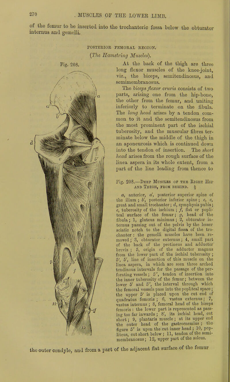 of tho fomiir to be inserted into the troclianteric fossa below the obturator intoruus ami gemclli. POSTERIOR FEMORAL REOION. {The Hamstring Mimles). Fig. 208. -^t back of the thigh are three long flexor muscles of the knee-joint, viz., the biceps, semitendinosus, and semimembranosus. The hiceps flexor cruris consists of two parts, arising one from the hip-bone, the other from the femur, and uniting iuferiorly to terminate on the fibula. The long head arises by a tendon com- mon to it and the semitendinosus from the most prominent part of the ischial tuberosity, and the muscular fibres ter- minate below the middle of the thigh in an aponeurosis which is continued down into the tendon of insertion. The short head arises from the rough surface of the linea aspera in its whole extent, from a part of the line leading from thence to Fig. 208.—Deep Muscles op the Eight Hip AND Thigh, from behind, i a, anterior, a', posterior superior spine of the ilium ; 6', posterior inferior spine ; c, c, great and small trochanter; d, symphysis pubis; e, tuberosity of the ischium ; /, flat or popli- teal surface of the femur; g, head of the libula; 1, gluteus minimus ; 2, obturator ia- ternus passing out of the pelvis by the lesser sciatic notch to the digital fossa of the tro- chanter : the gemelli muscles have been re- moved ; 3, obturator externus; 4, small part of the back of the pectineus and adductor brevis ; 5, origin of the adductor magnus from the lower part of the ischial tuberosity ; 5', 6', line of insertion of this muscle on the linea aspera, in which are seen three arched tendinous intervals for the passage of the per- forating vessels; 5, tendon of insertion into the inner tuberosity of the femur; between the lower 5' and 5, the interval through which the femoral vessels pass into the popliteal space; the upper 5' is placed upon the cut end of quadratus femoris ; 6, vastus externus; 7, vastus internus ; 8, femoral head of the biceps femoris : the lower part is represented as pass- ing too far inwards ; 8', its ischial head, cut short; 9, plantaris muscle ; at its upper end the outer head of the gastrocnemius ; tlio figure 6 is upon the cut inner head ; 10, pop- liteus, cut short below ; 11, tendon of the semi- membranosus; 12, upper part of the solcus. tho outer condyle, and from a part of the adjacent flat surface.of the femur