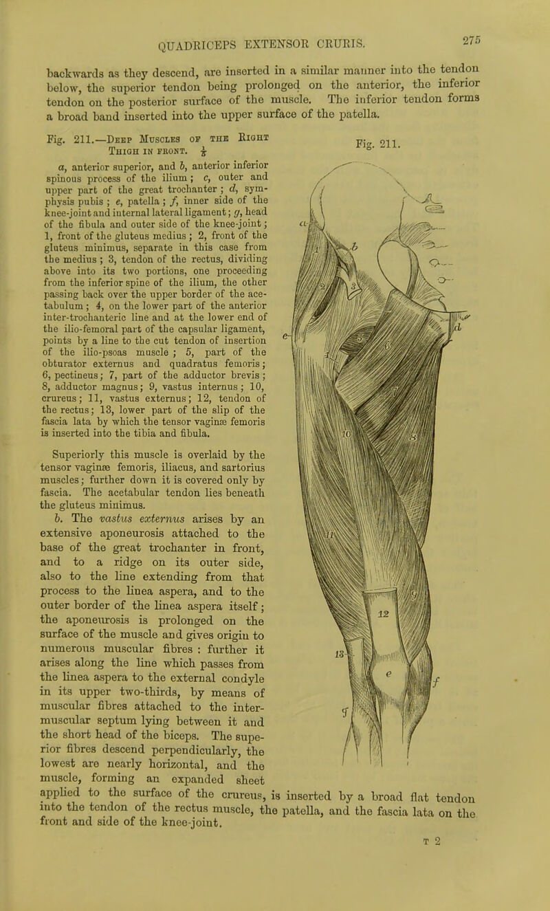QUADRICEPS EXTENSOR CRURIS. backwards as they descend, are inserted in a similar maimer into the tendon below, the superior tendon being prolonged on the anterior, the inferior tendon on the posterior surface of the muscle. The inferior tendon forma a broad band inserted into the upper surface of the patella. Fig. 211.—Deep Muscles op the Right p.^ Thigh in fbont. ^ °' a, anterior superior, and b, anterior inferior spinous process of tlie ilium; c, outer and upper part of the great trochanter ; d, sym- physis pubis ; e, patella; /, inner side of the knee-joint and internal lateral ligament; (j, head of the fibula and outer side of the knee-joint; 1, front of the gluteus medius ; 2, front of the gluteus minimus, separate in this case from the medius ; 3, tendon of the rectus, dividing above into its two portions, one proceeding from the inferior spine of the ilium, the other passing back over the upper border of the ace- tabulum ; 4, on the lower part of the anterior inter-trochanteric line and at the lower end of the ilio-femoral part of the capsular ligament, points by a line to the cut tendon of insertion of the itio-psoas muscle ; 5, part of the obturator externus and quadratus femoris; 6, pectineus; 7, part of the adductor brevis; 8, adductor magnus; 9, vastus internus; 10, crureus; 11, vastus externus; 12, tendon of the rectus; 13, lower part of the slip of the fascia lata by which the tensor vaginse femoris is inserted into the tibia and fibula. Superiorly this muscle is overlaid by the tensor vaginae femoris, iliacus, and sartorius muscles; further down it is covered only by- fascia. The acetabular tendon lies beneath the gluteus minimus. b. The vastus externus arises by an extensive aponeurosis attached to the base of the great trochanter in front, and to a ridge on its outer side, also to the line extending from that process to the linea aspera, and to the outer border of the linea aspera itself; the aponeurosis is prolonged on the surface of the muscle and gives origin to numerous muscular fibres : further it arises along the line which passes from the linea aspera to the external condyle in its upper two-thirds, by means of muscular fibres attached to the inter- muscular septum lying between it and the short head of the biceps. The supe- rior fibres descend perpendicularly, the lowest are nearly horizontal, and the muscle, forming an expanded sheet appUed to the surface of the crureus, ia inserted by a broad flat tendon into the tendon of the rectus muscle, the patella, and the fascia lata on the front and side of the knee-joint.