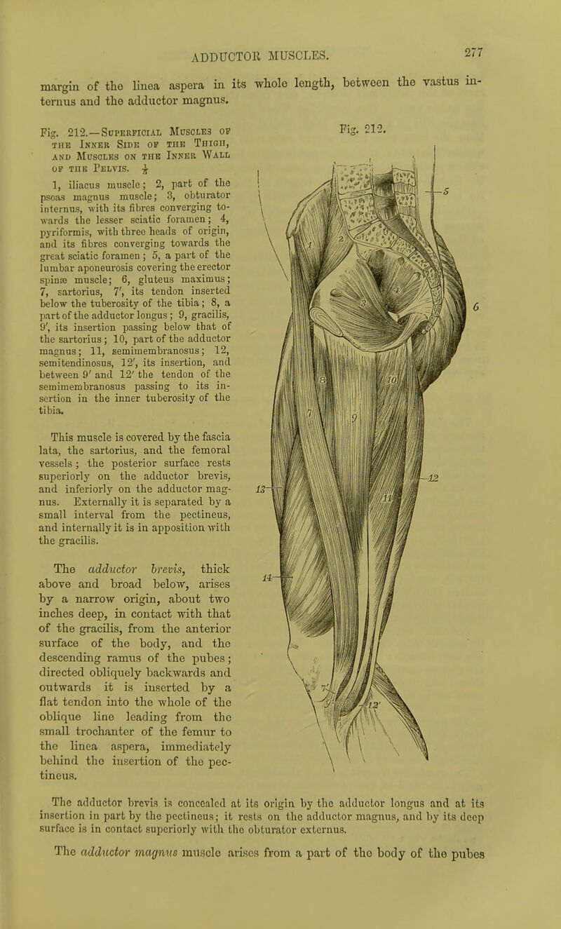 ADDUCTOll MUSCLES. margin of tlio liuea aspera in its whole length, between the vastus in- tcnius and the adductor magnus. Fig. 212.—SuPEKFiciAL Muscles op THE Inxer Side of tue Thigh, AND Muscles on the Inker Wall OP THE Pelvis, 1, iliacus muscle; 2, part of the psoas magnus muscle; 3, obturator internus, with its fibres converging to- wards the lesser sciatic foramen; 4, pyriforrais, with three heads of origin, and its fibres converging towards the great sciatic foramen ; 5, a part of the lumbar aponeurosis covering the erector spinte muscle; 6, gluteus maximus; 7, sartorius, 7', its tendon inserted below the tuberosity of the tibia; 8, a partof the adductor longus ; 9, gracilis, 9', its insertion passing below that of the sartorius; 10, part of the adductor magnus; 11, semimembranosus; 12, semitendinosus, 12', its insertion, and between 9' and 12' tiie tendon of the semimembranosus passing to its in- sertion in the inner tuberosity of the tibia. This muscle is covered by the fascia lata, the sartorius, and the femoral vessels ; the posterior surface rests superiorly on the adductor brevis, and inferiorly on the adductor mag- nus. Externally it is separated by a small interval from the pectineus, and internally it is in apposition with the gracilis. The adductor brevis, thick above and broad beloTV, arises by a narrow origin, about two inches deep, in contact with that of the gracilis, from the anterior surface of the body, and the descending ramus of the pubes; directed obliquely backwards and outwards it is inserted by a flat tendon into the whole of the oblique line leading from the small trochanter of the femur to the linea aspera, immediately beliind the insertion of the pec- tineus. Fig. 21-2, Tlie adductor brevis k concealed at its origin by the adductor longus and at its insertion in part by the pectineus; it rests on the adductor magnus, and by its deep surface is in contact superiorly with the obturator extcrnus. The adductor magmts musclo arises from a part of tho body of the pubes