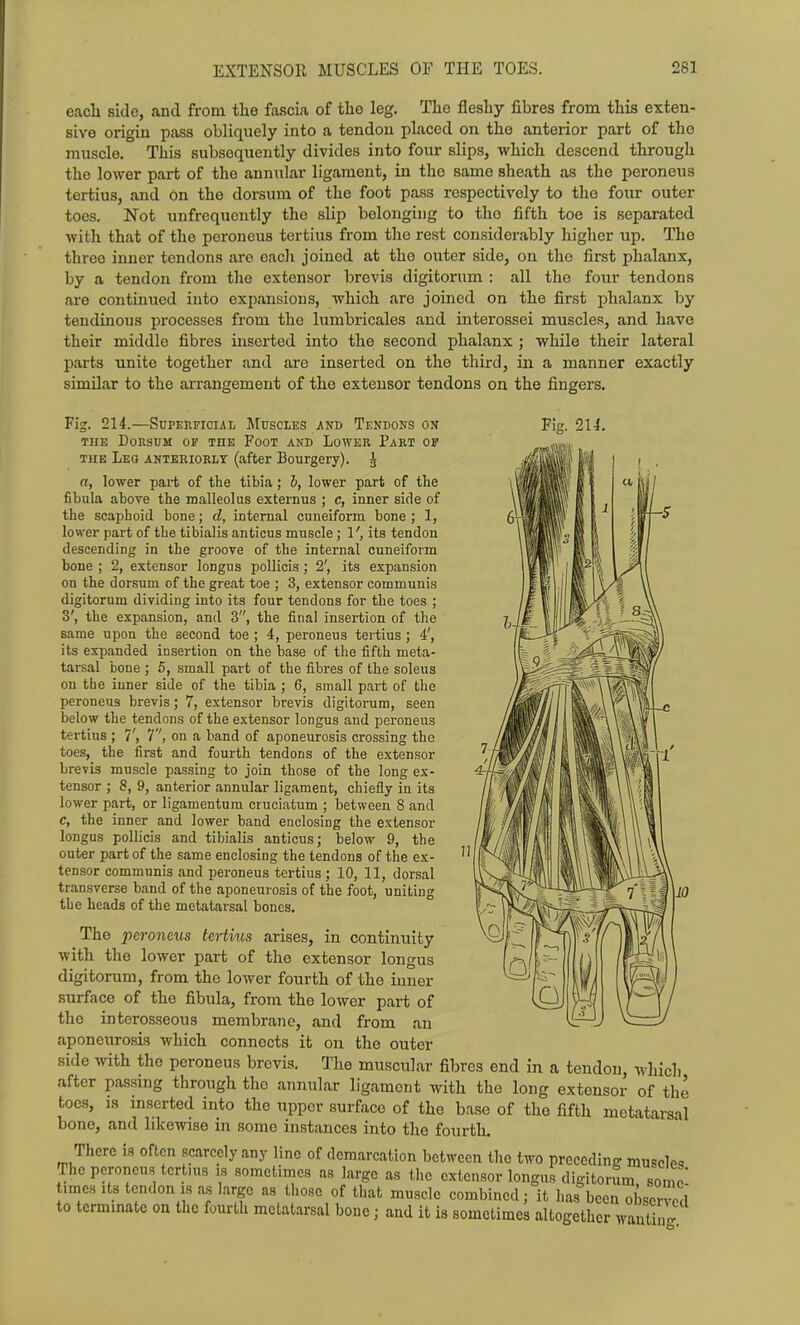 eacli side, and from the fascia of the leg. The fleshy fibres from this exten- sive origin pass obliquely into a tendon placed on the anterior part of the muscle. This subsequently divides into four slips, which descend through the lower part of the annular ligament, in the same sheath as the peroneus tertius, and on the dorsum of the foot pass respectively to the four outer toes. Not unfrcqucntly the slip belonging to the fifth toe is separated with that of the peroneus tertius from the rest considerably higher up. The three inner tendons are eacli joined at the outer side, on the first phalanx, by a tendon from the extensor brevis digitorum : all the four tendons are continued into expansions, which are joined on the first phalanx by tendinous processes from the lumbricales and interossei muscles, and have their middle fibres inserted into the second phalanx ; while their lateral parts unite together and are inserted on the third, in a manner exactly similar to the arrangement of the extensor tendons on the fingers. Fig. 214. Fig. 214.—SnpERFiciiL Muscles v\nd Tendons on THE Dorsum op toe Foot and Lower Part of THE Leq anteriorly (after Bourgery). 3 a, lower part of the tibia; h, lower part of tbe fibula above the malleolus externus ; c, inner side of the scaphoid bone; d, internal cuneiform bone ; 1, lower part of the tibialis anticus muscle; 1', its tendon descending in the groove of the internal cuneiform bone ; 2, extensor longus poUicis; 2', its expansion on the dorsum of the great toe ; 3, extensor communis digitorum dividing into its four tendons for the toes ; 3', the expansion, and 3, the final insertion of the same upon the second toe ; 4, peroneus tertius; 4', its expanded insertion on the base of the fifth meta- tarsal bone ; 5, small part of the fibres of the soleus on the inner side of the tibia ; 6, small part of the peroneus brevis; 7, extensor brevis digitorum, seen below the tendons of the extensor longus and peroneus tertius ; 7', 7'', on a band of aponeurosis crossing the toes, the first and fourth tendons of the extensor brevis muscle passing to join those of the long ex- tensor ; 8, 9, anterior annular ligament, chiefly in its lower part, or ligamentum cruciatum ; between 8 and c, the inner and lower band enclosing the extensor longus poUicis and tibialis anticus; below 9, the outer part of the same enclosing the tendons of the ex- tensor communis and peroneus tertius ; 10, 11, dorsal transverse band of the aponeurosis of the foot, uniting the beads of the metatarsal bones. The peroneus tei-tius arises, in continuity with the lower part of the extensor longus digitorum, from the lower fourth of the inner surface of the fibula, from the lower part of tlie interosseous membrane, and from an - - aponeurosis which connects it on the outer side with the peroneus brevis. The muscular fibres end in a tendon, wliich after passing through the annular ligament with the long extensor of the toes, IS inserted into the upper surface of the base of the fifth metatarsal bone, and likewise in some instances into the fourth. There is often Rcarcely any line of demarcation between the two precedinfr muscle-, The peroneus tcrt.ns is sometimes as large as the extensor longus digitorum somo times Its tendon is as largo as those of that muscle combined : it lias been ob,oi3 to terminate on the fourtli metatarsal bone; and it is sometimes altogether wantino^^
