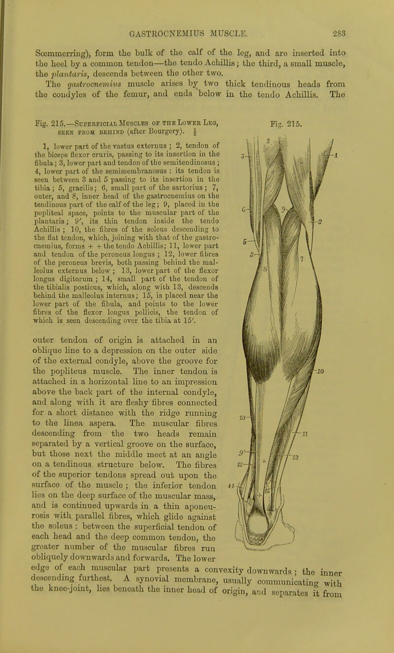 Scemmcrring), form the bulk of the calf of the leg, and are inserted into the heel by a common tendon—the tendo Achillis; the third, a small muscle, the plantaris, descends between the other two. The gastrocnemius muscle arises bjr two thick tendinous heads from the condyles of the femur, and ends below in the tendo Achillis. The Fig. 215.—Superficial MoscLES of the Lower Leo, Fig. 215. SEEN FROM BEHIND (after Bourgery). i 1, lower part of the vastus externus ; 2, tendon of the biceps flexor cruris, passing to its insertion in the fibula; 3, lower part and tendon of the semitendinosus ; •t, lower part of the semimembranosus : its tendon is seen between 3 and 5 passing to its insertion in the tibia ; 5, gracilis; 6, small part of the sartorius ; 7, outer, and 8, inner head of the gastrocnemius on the tendinous part of the calf of the leg; 9, placed in the popliteal space, points to the muscular part of the plantaris; 9', its thin tendon inside the tendo Achillis ; 10, the fibres of the soleus descending to the flat tendon, which, joining with that of the gastro- cnemius, forms + + the tendo Achillis; 11, lower part and tendon of the peroneus longus ; 12, lower fibres of the peroneus brevis, both passing behind the mal- leolus externus below; 13, lower part of the flexor longus digitoium ; 14, small part of the tendon of the tibialis posticus, which, along with 13, descends behind the malleolus internus; 15, is placed near the lower part of the fibula, and points to the lower fibres of the flexor longus pollicis, the tendon of which is seen descending over the tibia at 15'. outer tendon of origin is attached in an oblique line to a depression on the outer side of the external condyle, above the groove for the popliteus muscle. The inner tendon is attached in a horizontal line to an impression above the back part of the internal condyle, and along with it are fleshy fibres connected for a short distance with the ridge running to the linea aspera. The muscular fibres descending from the two heads remain separated by a vertical groove on the surface, but those next the middle meet at an angle on a tendinous structure below. The fibres of the superior tendons spread out upon the surface of the muscle ; the inferior tendon lies on the deep surface of the muscular mass, and is continued upwards in a thin aponeu- rosis with parallel fibres, which glide against the soleus : between the superficial tendon of each head and the deep common tendon, the greater number of the muscular fibres run obliquely downwards and forwards. The lower edge of each muscular part presents a convexity do^vnwards ■ the inner descending furthest. A synovial membrane, usually communicating with the knee-jomt, hes beneath the inner head of origin, and separates i^t from