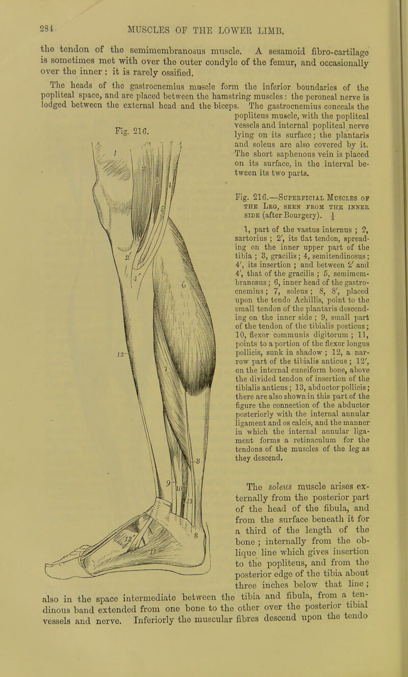 the tendon of tlio semimembranosus muscle. A sesamoid fibro-cartilage is sometimes met with over the outer condyle of the femur, and occasionally- over the inner : it is rarely ossified. Tlic heads of the gastrocnemius muscle form the inferior boundaries of the popliteal space, and are placed between the hamstring muscles: the peroneal nerve is lodged between the external head and the biceps. The gastrocnemius conceals the popliteus muscle, with the popliteal vessels and internal popliteal nerve lying on its surface; the plantaris and soleus arc also covered by it. The short saphenous vein is placed on its surface, in the interval be- tween its two parts. Fig. 216.—SuPEEFioiAL Md.<;cles op THE Leg, seen from the inner SIDE (after Bourgery). § 1, part of the vastus internus ; 2, sartorius ; 2', its €at tendon, spread- ing on the inner upper part of the tibia ; 3, gracilis; 4, semitendinosus; 4', its insertion ; and between 2' and 4', that of the gracilis ; 5, semimem- branosus ; 6, inner head of the gastro- cnemius ; 7, soleus; 8, 8', placed upon the tendo Achillis, point to the small tendon of the plantaris descend- ing on the inner side ; 9, small part of the tendon of the tibialis posticus; 10, flexor communis digitorum ; 11, points to a portion of the flexor longus poUicis, sunk in shadow ; 12, a nar- row part of the tibialis anticus ; 12', on the internal cuneiform bone, above the divided tendon of insertion of the tibialis anticus; 13, abductor pollicis; there are also shown in this part of the figure the connection of the abductor posteriorly with the internal annular ligament and os calcis, and the manner in which the internal annular liga- ment forms a retinaculum for the tendons of the muscles of the leg as they descend. The soleus muscle arises ex- ternally from the posterior part of the head of the fibula, and from the surface beneath it for a, third of the length of the bone ; internally from the ob- lique line which gives insertion to the popliteus, and from the posterior edge of the tibia about three inches below that liuo ; also in the space intermediate between the tibia and fibula, from a ten- dinous band extended from one bone to the other over the posterior tibial vessels and nerve. Inferiorly the muscular fibres descend upon the tendo