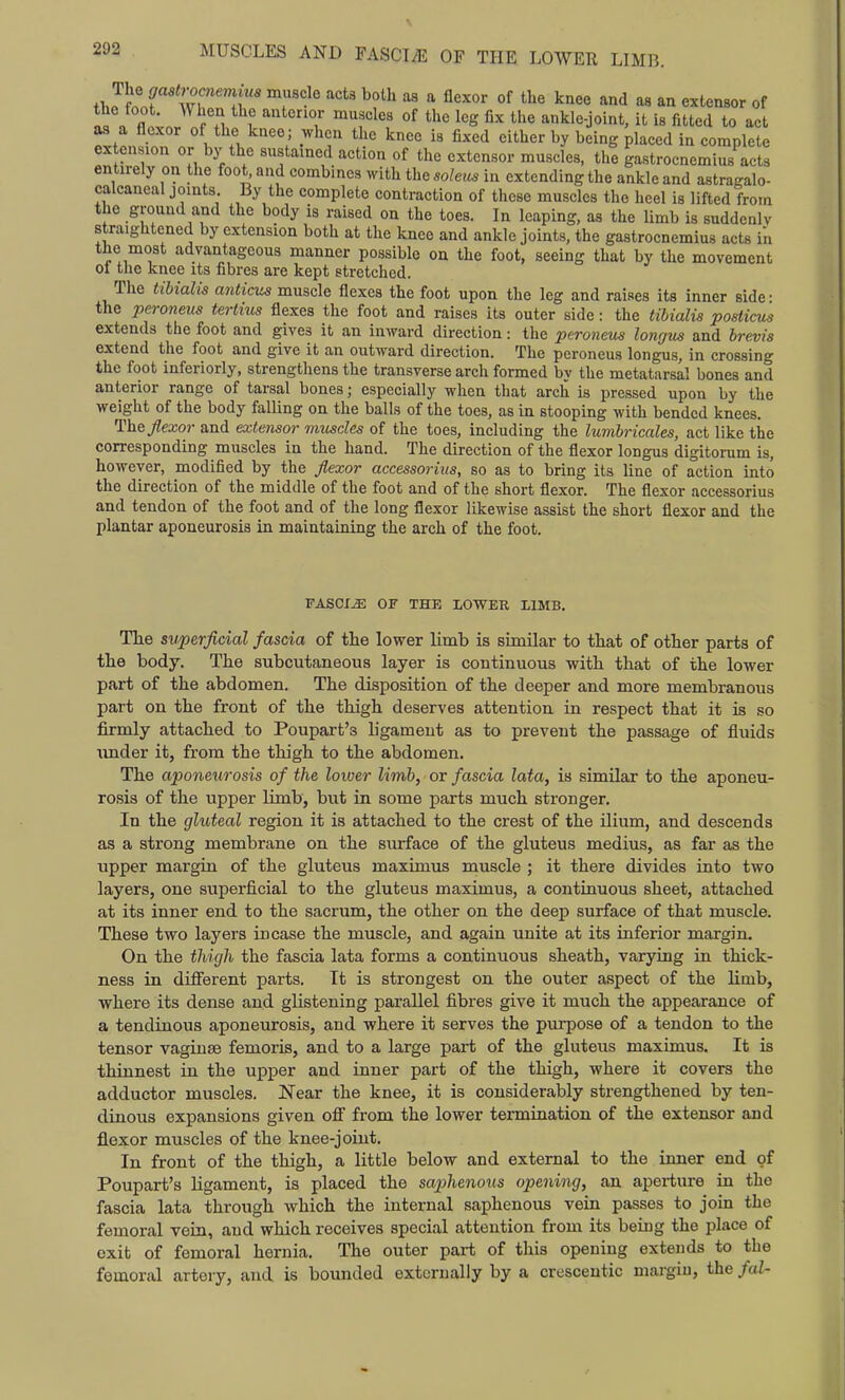 tl, Jinnf wT^^f* °f k'l^^ ^'^'l as an extensor of fln . f '''f °f ^^^ I'^S ^''^^ ankle-joint, it is fitted to act as a flexor of the knee ; .vlicn the knee is fixed cither by being placed in complete ex ension or by the sustained action of the extensor muscles, the gastrocnemius acts entirely on the foot, and combines with the solezis in extending the ankle and astragalo- calcaneal joints By the complete contraction of these muscles the heel is lifted from the ground and the body is raised on the toes. In leaping, as the limb is suddenly straightened by extension both at the knee and ankle joints, the gastrocnemius acts in the most advantageous manner possible on the foot, seeing that by the movement ot the knee its fibres are kept stretched. The tibialis antiais muscle flexes the foot upon the leg and raises its inner side- the peroneus tertius flexes the foot and raises its outer side: the tibialis posticus extends the foot and gives it an inward direction: the peroneus longus and brevis extend the foot and give it an outward direction. The peroneus longus, in crossing the foot inferiorly, strengthens the transverse arch formed by the metatarsal bones and anterior range of tarsal bones; especially when that arch is pressed upon by the weight of the body falling on the balls of the toes, as in stooping with bended knees. flexor and extensor muscles of the toes, including the lumbricales, act like the corresponding muscles in the hand. The direction of the flexor longus digitorum is, however, modified by the flexor accessorius, so as to bring its line of action into the direction of the middle of the foot and of the short flexor. The flexor accessorius and tendon of the foot and of the long flexor likewise assist the short flexor and the plantar aponeurosis in maintaining the arch of the foot. FASCIA OF THFi LOWER LIMB. TTie svperficial fascia of the lower limb is similar to that of other parts of the body. The subcutaneous layer is continuous with that of the lower part of the abdomen. The disposition of the deeper and more membranous part on the front of the thigh deserves attention in respect that it is so firmly attached to Poupart's ligament as to prevent the passage of fluids \mder it, from the thigh to the abdomen. The aponeurosis of the loiver limb, or fascia lata, is similar to the aponeu- rosis of the upper limb, but in some parts much stronger. In the gluteal region it is attached to the crest of the ilium, and descends as a strong membrane on the surface of the gluteus medius, as far as the upper margin of the gluteus maximus muscle ; it there divides into two layers, one superficial to the gluteus maximus, a continuous sheet, attached at its inner end to the sacrum, the other on the deep surface of that muscle. These two layers incase the muscle, and again unite at its inferior margin. On the thi{ih the fascia lata forms a continuous sheath, varying in thick- ness in different parts. It is strongest on the outer aspect of the limb, where its dense and glistening parallel fibres give it much the appearance of a tendinous aponeurosis, and where it serves the purpose of a tendon to the tensor vaginae femoris, and to a large part of the gluteus maximus. It is thinnest in the upper and inner part of the thigh, where it covers the adductor muscles. Near the knee, it is considerably strengthened by ten- dinous expansions given off from the lower termination of the extensor and flexor muscles of the knee-joint. In front of the thigh, a little below and external to the inner end of Poupart's ligament, is placed the saphenous opening, an aperture in the fascia lata through which the internal saphenous vein passes to join the femoral vein, and which receives special attention from its being the place of exit of femoral hernia. The outer part of this opening extends to the femoral artery, and is bounded externally by a cresceutic margin, the fal-