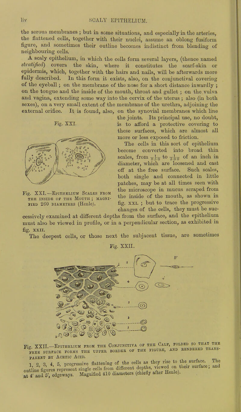 the sorou3 membranes ; but in some situations, and especially in the arteries, the flattened cells, together with their nuclei, assume an oblong fusiform figure, and sometimes their outline becomes indistinct from blending of neighbouring cells. A scaly epithelium, in which the cells form several layers, (thence named stratified) covers the skin, where it constitutes the scarf-skin or epidermis, which, together with the hairs and nails, will be afterwards more fully described. In this form it exists, also, on the conjunctival covering of the eyeball ; on the membrane of the nose for a short distance inwardly ; on the tongue and the inside of the mouth, throat and gullet ; on the vulva and vagina, extending some way into the cervix of the uterus ; also (in both sexes), on a very small extent of the membrane of the urethra, adjoining the external orifice. It is found, also, on the synovial membranes which line the joints. Its principal use, no doubt. Fig. XXI. is to afford a protective covering to these surfaces, which are almost all more or less exposed to friction. The cells in this sort of epithelium become converted into broad thin scales, from -35-0 *° 'S'^o' diameter, which are loosened and cast off at the free siirface. Such scales, both single and connected in little patches, may be at all times seen with the microscope in mucus scraped from the inside of the mouth, as shown in fig. XXI, ; but to trace the progressive changes of the cells, they must be suc- cessively examined at different depths from the surface, and the epithelium must also be viewed in profile, or in a perpendicular section, as exhibited in fig. XXII. The deepest cells, or those next the subjacent tissue, Fig. xxn. Fig. XXI.—Epithelium Scales from THE INSIDE OP THE MoUTH ; MAGNI- FIED 260 DiAMETEKS (Henlc;. are sometimes Fig. XXII.-Epithelium from the Conjunctiva of the Calf, folded so that the i-K^K SURFACE FORMS THE UPPER BORDER OF THE FIGURE, AND RENDERED TRANS- PARENT Bif Acetic Acid. 1 2 3 4 5, progressive flattening of the cells as they rise to the surface. The outUne'fiLe'sr present single cells from different depths, viewed on their surface; and at i' and sTedgeways. Magoified 410 diameters (chiefly after Heule).