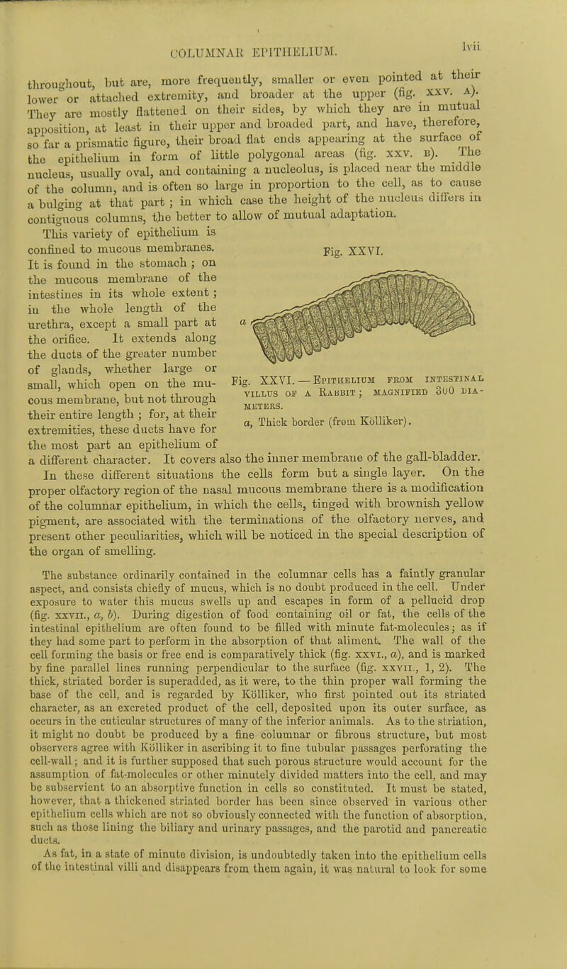 throughout, but are, more frequently, smaller or even pointed at their lower^or attached extremity, aud broader at the upper (fig. xxv. a). They are mcstly flattouei on their sides, by which they are in mutual apposition, at least in their upper and broaded part, and have, therefore, so far a prismatic figure, their broad flat ends appearing at the surface of the epithelium in form of little polygonal areas (fig. xxv. b). The nucleus, usually oval, and conttiining a nucleolus, is placed near the middle of the column, and is often so large in proportion to the cell, as to cause a bulging at that part ; in which case the height of the nucleus difl-ers in contiguous columns, the better to allow of mutual adaptation. This variety of epithelium is confined to mucous membranes. pjg_ XXVI. It is found in the stomach ; on the mucous membrane of the intestines in its whole extent ; in the whole length of the urethra, except a small part at the orifice. It extends along ^ ' j J the ducts of the greater number of glands, whether large or small, which open on the mu- Fig- XXVL-Epithelium fkom ^ti'.al ' , uii.ii 1 VILLUS OF A Rabbit ; magnified 3U0 dia- cous membrane, but not through their entire length ; for, at their ■ ^ , , ,c Tr ii-v^\ ^, , , r, a, Thick border (from Kolliker). extremities, these ducts have lor the most part an epithelium of a different character. It covers also the inner membrane of the gall-bladder. In these different situations the cells form but a single layer. On the proper olfactory region of the nasal mucous membrane there is a modification of the columnar epithelium, in which the cells, tinged with brownish yellow pigment, are associated with the terminations of the olfactory nerves, and present other peculiarities, which will be noticed in the special description of the organ of smelling. The substance ordinarily contained in the columnar cells has a faintly granular aspect, and consists chiefly of mucus, which is no doubt produced in the cell. Under exposure to water this mucus swells up and escapes in form of a pellucid drop (fig. XXVII., a, h). During digestion of food containing oil or fat, the cells of the intestinal epithelium are often found to be filled with minute fat-molecules; as if they had some part to perform in the absorption of that aliment. The wall of the cell forming the basis or free end is comparatively thick (fig. xxvi., a), and is marked by fine parallel lines running perpendicular to the surface (fig. xxvii., 1, 2). The thick, striated border is superadded, as it were, to the thin proper wall forming the base of the cell, and is regarded by Kolliker, who first pointed out its striated character, as an excreted product of the cell, deposited upon its outer surface, as occurs in the cuticular structures of many of the inferior animals. As to the striation, it might no doubt be produced by a fine columuar or fibrous structure, but most observers agree witli Kolliker in ascribing it to fine tubular passages perforating the cell-wall; and it is further supposed that such porous structure would account for the assumption of fat-molecules or other minutely divided matters into the cell, and may be subservient to an absorptive function in cells so constituted. It must be stated, however, that a thickened striated border has been since observed in various other epithelium cells which are not so obviously connected with the function of absorption, such as those lining the biliary and urinary passages, and the parotid and pancreatic ducts. As fat, in a .state of minute division, is undoubtedly taken into the epithelium cells of the intestinal villi and disappears from them again, it was natural to look for some