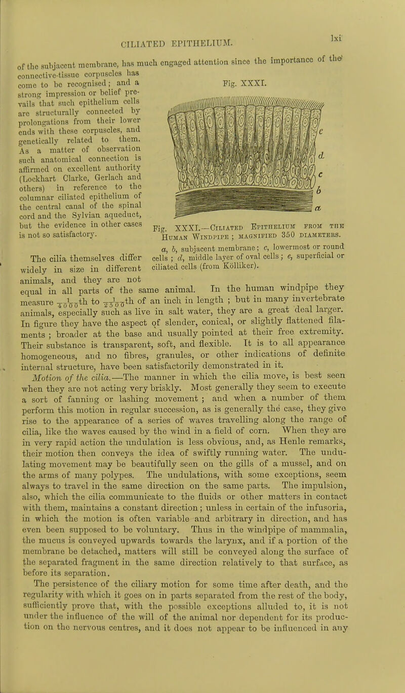 of the subjacent raerabrane, lias much engaged attention since the importam connective-tissue corpuscles lias come to be recognised; and a strone; impression or belief pre- vails that such epithelium cells are structurally connected by- prolongations from their lower ends with these corpuscles, and genetically related to them. As a matter of observation such anatomical connection is affirmed on excellent authority (Lockhart Clarke, Gerlach and others) in reference to the columnar ciliated epithelium of the central canal of the spinal cord and the Sylvian aqueduct, but the evidence in other cases ^.^ XXXI.—Ciliated Epithelium from the is not so satisfactory. Human Wind pipe ; magnified 350 diameters. a, b, subjacent membrane; c, lowermost or round The cilia themselves differ cells ; cl, middle layer of oval cells ; e, superficial or widely in size in different ciliated cells (from Kolliker). animals, and they are not equal in all parts of the same animal. In the human windpipe they measure ^o\^ih to ^^-Vijth of an inch in length ; but in many invertebrate animals, especially such as live in salt water, they are a great deal larger. In figure they have the aspect of slender, conical, or slightly flattened fila- ments ; broader at the base and usually pointed at their free extremity. Their substance is transparent, soft, and flexible. It is to all appearance homogeneous, and no fibres, granules, or other indications of definite internal structure, have been satisfiictorily demonstrated in it. Motion of the cilia.—The manner in which the ciUa move, is best seen when they are not acting very briskly. Most generally they seem to execute a sort of fanning or lashing movement ; and when a number of them perform this motion in regular succession, as is generally the case, they give rise to the appearance of a series of waves travelling along the range of cilia, like the waves caused by the wind in a field of corn. When they are in very rapid action the imdulation is less obvious, and, as Henle remarks, their motion then conveys the idea of swiftly running water. The undu- lating movement may be beautifully seen on the gills of a mussel, and on the arms of many polypes. The undulations, with some exceptions, seem always to travel in the same direction on the same parts. The impulsion, also, which the cilia communicate to the fluids or other matters in contact with them, maintains a constant direction; unless in certain of the infusoria, in which the motion is often variable and arbitrary in direction, and has even been supposed to be voluntary. Thus in the windpipe of mammalia, the mucus is conveyed upwards towards the larynx, and if a portion of the membrane be detached, matters will still be conveyed along the surface of the separated fragment in the same direction relatively to that surface, as before its separation. The persistence of the ciliary motion for some time after death, and the regularity with which it goes on in parts separated from the rest of the body, sufficiently prove that, with the possible exceptions alluded to, it is not under the influence of the will of the animal nor dependent for its produc- tion on the nervous centres, and it does not appear to be influenced in any Pig. XXXI.