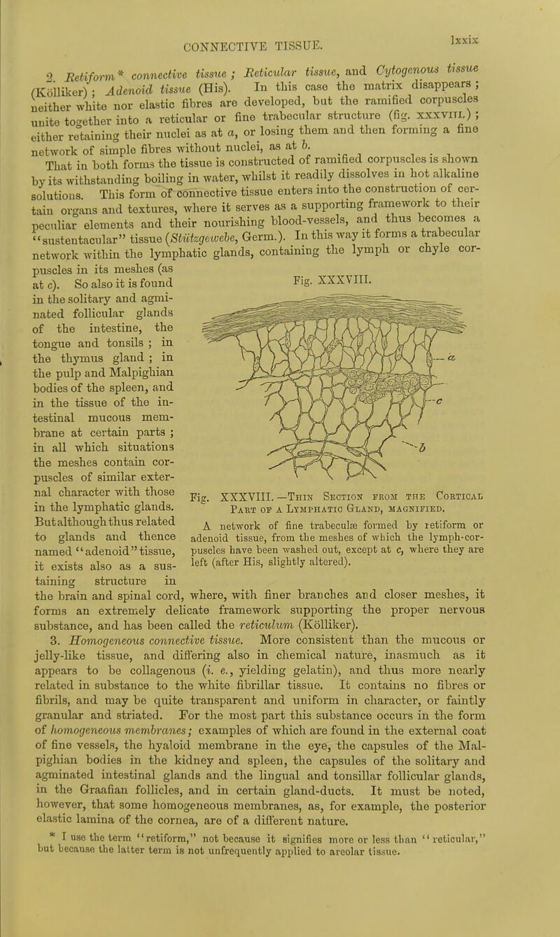 CONNECTIVE TISSUE. XXXVIII. 9 Betiform* connective tissue; Beticular tissue, ^tilI Cytogenous tissue rKoiliker) • Adenoid tissue (His). In this case the matrix disappears ; neither white nor elastic fibres are developed, but the ramified corpuscles unite toc^ether into a reticular or fine trabecular structure (fig. xxxvni.) ; either regaining their nuclei as at a, or losing them and then formmg a fine network of simple fibres without nuclei, as at 6. , . , That in both forms the tissue is constructed of ramified corpuscles is shown by its withstanding boiling in water, whilst it readily dissolves lu hot alkaline solutions This form of connective tissue enters into the construction of cer- tain organs and textures, where it serves as a supporting framework to their peculiar elements and their nourishing blood-vessels, and thus becomes a « sustentacular tissue {Stiitzgewebe, Germ.). In this way it forms a trabecular network within the lymphatic glands, containing the lymph or chyle cor- puscles in its meshes (as at c). So also it is found in tlie solitary and agmi- nated follicular glands of the intestine, the tongue and tonsils ; in the thymus gland ; in the pulp and Malpighian bodies of the spleen, and in the tissue of the in- testinal mucous mem- brane at certain parts ; in all which situations the meshes contain cor- puscles of similar exter- nal character with those in the lymphatic glands. But although thus related to glands and thence named adenoidtissue, it exists also as a sus- taining structure in the brain and spinal cord, where, with finer branches and closer meshes, it forms an extremely delicate framework supporting the proper nervous substance, and has been called the reticulum (Kolliker). 3. Homogeneous connective tissue. More consistent than the mucous or jelly-like tissue, and difiering also in chemical nature, inasmuch as it appears to be collagenous (i. e., yielding gelatin), and thus more nearly related in substance to the white fibrillar tissue. It contains no fibres or fibrils, and may be quite transparent and uniform in character, or faintly granular and striated. For the most part this substance occurs in the form of homogeneous membranes; examples of which are found in the external coat of fine vessels, the hyaloid membrane in the eye, the capsules of the Mal- pighian bodies in the kidney and spleen, the capsules of the solitary and agminated intestinal glands and the lingual and tonsillar follicular glands, in the Graafian follicles, and in certain gland-ducts. It must be noted, however, that some homogeneous membranes, as, for example, the posterior elastic lamina of the cornea, are of a difl'erent nature. * I use the term retiform, not because it signifies more or less than reticular, but because the latter term is not unfrequently applied to areolar tissue. Fig. XXXVIII. —Thin Section from the Cortical Paut of a Lymphatic Gland, magnified. A network of fine trabeculse formed by retiform or adenoid tissue, from the meshes of which the lymph-cor- puscles have been washed out, except at c, where they are left (after His, slightly altered).