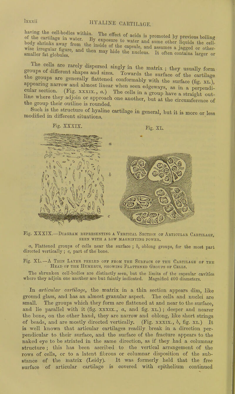having the cell-bodies within T}ip pfFaM ■ i • of the cartilage in watei Rv olZf \ T^' promoted by previous boiling body shrinks awa^ lom tho in! r 7f, ''^ ^''^i'l^ the cell- wise irregulLJgL-e and then ''^ assumes a jagged or other- smaller fft globules. ^'^^ f^^'^ <=°t'^''^« I'^rger or ™ ot^ii/' TT^^ '^^'PT'.'^ '^s'y ^--^t^i^; ^''^y form ' ^^T *'^ «^^rf-ce of the cartilage the groups are generally flattened conformably with the surface (fig XL ) appean.,g narrow and almost linear when seen edgewvays, as [n a nernendi ^TTZ- (^i-.^-^^^-^-' - aUp Ce rst'^Toul Ime where they adjoin or approach one another, but at the circumference of tlie group their outline is rounded. ^rfl' ^^f.^*'^''^^.^ «f J^y^li^e cartilage in general, but it is more or less modified m different situations. Fig. XXXIX. Fig. XL. n'HiUllliiS'BWWi Fig. XXXIX.—Diagram repuesentino a Vertical Section of Articular Cartilagh, SEEN WITH A LOW MAGNIFYING POWER. _ a, Flattened groups of cells near the surface ; b, oblong groups, for the most part directed vertically ; c, part of the bone. Fig. XL.—A Thin Later peeled off prom the Surface op the Cartilage of the Head of the Humerus, showing Flattened Groups of Cells. The shrunken cell-bodies are distinctly seen, but the limits of the capsular cavities where they adjoin one another are but faintly indicated. Magnified 400 diameters. In articular cartilage, the matrix in a thin section appears dim, like ground glass, and has an almost granular aspect. The cells and nuclei are small. The groups which they form are flattened at and near to the surface, and lie parallel with it (fig. xxxix., a, and fig. XL.) j deeper and nearer the bone, on the other hand, they are narrow and oblong, like short strings of beads, and are mostly directed vertically. (Fig. xxxix., b, fig. xl.) It is well known that articular cartilages readily break in a direction per- pendicular to their surface, and the surface of the fracture appears to the naked eye to be striated in the same direction, as if they had a columnar structure ; this has been ascribed to the vertical arrangement of the rows of cells, or to a latent fibrous or columnar disposition of the sub- stance of the matrix (Leidy). It was formerly held that the free surface of articular cartilage is covered with epithelium continued