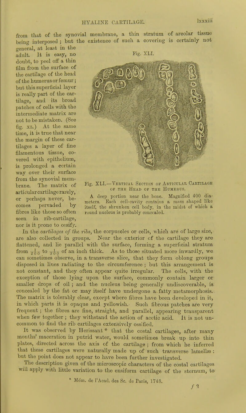 from tliat of the synovial membrane, a thin stratum of areolar tissue being interposed ; but the existence of such a covering is certainly not general, at least in the adult. It is easy, no Fig. XLI. doubt, to peel oS a thin him from the surface of the cartilage of the head of the humerus or femur; but this superficial layer is really part of the car- tilage, and its broad patches of cells with the intermediate matrix are not to be mistaken. (See fio- XI.) At the same time, it is true that near the margin of these car- tilages a layer of fine filamentous tissue, co- vered with epithelium, is prolonged a certain way over their svirface from the synovial mem- brane. The matrix of articular cartilage rarely, or perhaps never, be- comes pervaded by fibres like those so often seen in rib-cartilage, nor Ls it prone to ossify. In the cartilacjes of the rihs, the corpuscles or cells, which are of large size, are also collected in groups. Near the exterior of the cartilage they are flattened, and lie parallel with the surface, forming a superficial stratum from to -j^Q of an inch thick. As to those situated more inwardly, we can sometimes observe, in a transverse slice, that they form oblong groups disposed in lines radiating to the circumference ; but this arrangement is not constant, and they often appear quite irregular. The cells, with the exception of those lying upon the surface, commonly contain larger or smaller drops of oil ; and the nucleus being generally undiscoverable, is concealed by the fat or may itself have undergone a fatty metamorphosis. The matrix is tolerably clear, except where fibres have been developed in it, in which parts it is opaque and yellowish. Such fibrous patches are very frequent ; the fibres are fine, straight, and parallel, appearing transparent when few together ; they withstand the action of acetic acid. It is not un- common to find the rib cartilages extensively ossified. It was observed by Uerissant * that the costal cartilages, after many months' maceration in putrid water, would sometimes break up into thin plates, directed across the axis of the cartilage ; from which he inferred that these cartilages were naturally made up of such transverse lamellae : but the point does not appear to have been further investigated. The description given of the microscopic characters of the costal cartilages will apply with little variation to the ensiform cartilage of the sternum, to Fig. XLI.—Vertical Section of Articulau Cartilage OF THE Head of the Homerus. A deep portion near the bone. Magnified 400 dia- meters. Each cell-cavity contains a mass shaped like itself, the shrunken cell body, in the midst of which a round nucleus is probably concealed. Mem. de I'Acad. des Sc. de Paris, 1748.