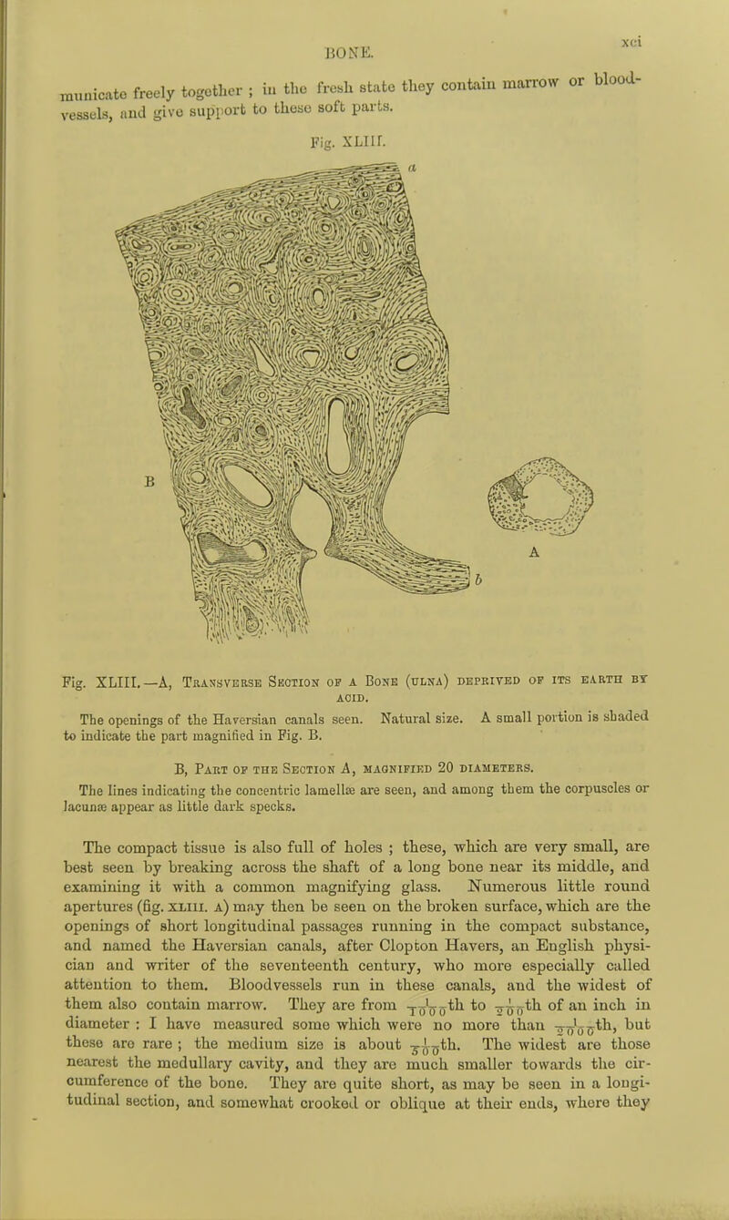 Fig. XLIII.—A, Transverse Seotion of a Bone (ulna) deprited op its earth bt ACIB. The openings of the Haversian canals seen. Natural size. A small portion is shaded to indicate the part magnified in Fig. B. B, Part op the Section A, maonifikd 20 diameters. The lines indicating the concentric lamellae are seen, and among them the corpuscles or Jacunse appear as little dark specks. The compact tissue is also full of holes ; these, which are very small, are best seen by breaking across the shaft of a long bone near its middle, and examining it with a common magnifying glass. Numerous little round apertures (fig. XLiii. a) may then be seen on the broken surface, which are the openings of short longitudinal passages running in the compact substance, and named the Haversian canals, after Clopton Havers, an English physi- cian and writer of the seventeenth century, who more especially called attention to them. Bloodvessels run in these canals, and the widest of them also contain marrow. They are from -j-J^yth to -o^jyth of an inch in diameter : I have measured some which were no more than — J^^th, but these aro rare ; the medium size is about -g-^^th. The widest are those nearest the medullary cavity, and they are much smaller towards the cir- cumference of the bone. They are quite short, as may be seen in a longi- tudinal section, and somewhat crooked or oblique at their ends, where they