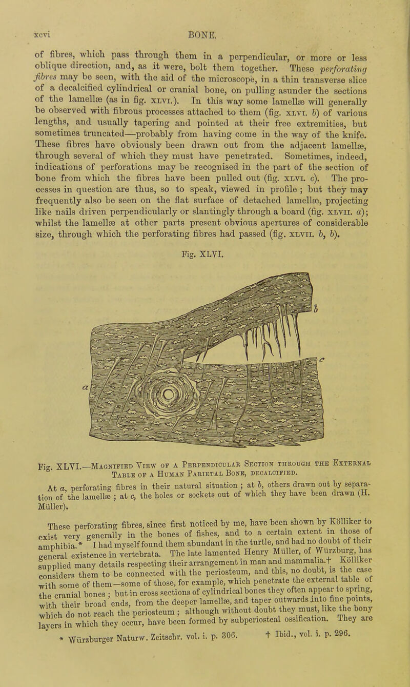 of fibres, wliicli pass through them in a perpendicular, or more or less oblique direction, and, as it were, bolt them together. These perforating fibres may be seen, with the aid of the microscope, in a thin transverse slice of a decalcified cylindrical or cranial bone, on pulling asunder the sections of the lamelliE (as in fig. xlvi.). Tn tliis way some lamellae will generally be observed with fibrous processes attached to them (fig. xlvi. h) of various lengths, and usually tapering and pointed at their free extremities, but sometimes truncated—probably from having come in the way of the knife. These fibres have obviously been drawn out from the adjacent lamellise, through several of which they must have penetrated. Sometimes, indeed, indications of perforations may be recognised in the part of the section of bone from which the fibres have been pulled out (fig. xlvi. c). The pro- cesses in question are thus, so to speak, viewed in profile ; but they may frequently also be seen on the flat surface of detached lamellsfs, projecting like nails driven perpendicularly or slantingly through a board (fig. xlvix. a); whilst the lamellae at other parts present obvious apertures of considerable size, through which the perforating fibres had passed (fig. xlvii. b, b). Fig. XLVI. Fig. XLVI.—Magnified View of a Perpendioulak Section through the External Table of a Human Parietal Bone, decalcified. At a perforating fibres in their natural situation ; at b, others drawn out by separa- tion of'the lamellse ; at c, the holes or sockets out of which they have been drawn (H. Miiller). These perforating fibres, since first noticed by me, have been shown by Kblliker to exi«t very generally in the bones of fishes, and to a certain extent m those of amphibia. * I had myself found them abundant in the turtle, and had no doubt of their Tneral existence in vertebrata. The late lamented Henry MuUer, of WUrzburg has supplied many details respecting their arrangement in man and mammalia.f Kolhker considers them to be connected with the periosteum, and this, no doubt, is the case 3 some of them-some of those, for example, which penetrate the externa table of The cranial bones ; but in cross sections of cylindrical bones they often appear to spring, with their broad ends, from the deeper lamellae, and taper outwards anto fine points, wMch do not reach the periosteum ; although without doubt they must, like the bony llyers in which they occur, have been formed by subperiosteal ossification. They are * Wiirzburger Naturw. Zeitschr. vol. i. p. 306. t Ibid., vol. i. p. 296.