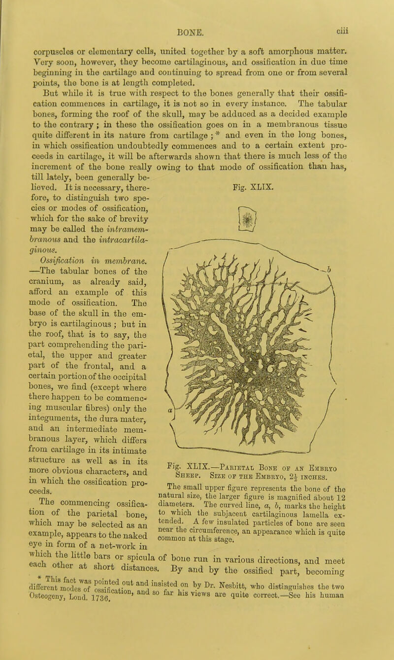 Fig. XLIX. i corpuscles or elementary cells, united together by a soft amorphous matter. Very soon, however, they become cartilaginous, and ossification in due time beginning in the cartilage and continuiug to spread from one or from several points, the bone is at length completed. But wliile it is true with respect to tlie bones generally that their ossifi- cation commences in cartilage, it is not so in every instance. The tabular bones, forming the roof of the skull, mnj be adduced as a decided example to the contrary ; in these the ossification goes on in a membranous tissue quite diflorent in its nature from cartilage ; * and even in the long bones, in which ossification undoubtedly commences and to a certain extent pro- ceeds in cartilage, it will be afterwards shown that there is much less of the increment of the bone really owing to that mode of ossification than has, till lately, been generally be- lieved. It is necessary, there- fore, to distinguish two spe- cies or modes of ossification, which for the sake of brevity may be called the intramem- branous and the inin-acartila- ginous. Ossification in membrane, —The tabular bones of the cranium, as already said, afibrd an example of this mode of ossification. The base of the skull in the em- bryo is cartilaginous ; but in the roof, that is to say, the part comprehending the pari- etal, the upper and greater part of the frontal, and a certain portion of the occipital bones, we find (except where there happen to be commenc- ing muscular fibres) only the integuments, the dura mater, and an intermediate mem- branous layer, which diflFers from cartilage in its intimate structure as well as in its more obvious characters, and in which the ossification pro- ceeds. The commencing ossifica- tion of the parietal bone, which may be selected as an example, appears to the naked eye in form of a net-work in Fig. XLIX.—Parietal Bone of an E.MBRro Sheep. Size of the Embuto, 2i inches. The small upper figure represents the bone of the natural size, the larger figure is magnified about 12 diameters. The curved line, a, h, marks the height to which the subjacent cartilaginous lamella ex- tended. A few insulated particles of bone are seen near the circumference, an appearance which is quite common at this stage. e?c?nt'i«^'*? bars or spicula of bone run in various directions, and meet each other at short distances. By and by the ossified part, becoming diLS modts'^of '^1 Nesbitt, who distinguishes the two OsteogenrLond ' ^ ^° ^''''^ ^^'^ ^^''^^ correct.-See his human