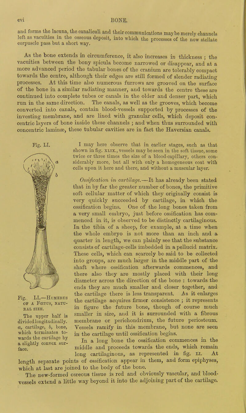 and forms the lacuna, the canaliculi and their communications maybe merely channels left as vacuities in the osseous deposit, into which the processes of the now stellate corpuscle pass but a short way. As the boue extends in circumference, it also increases in thickness ; the vacuities between the bony spicula become narrowed or disappear, and at a more advanced period the tabular bones of the cranium are tolerably compact towards the centre, although thoir edges are still formed of slender radiating processes. At this time also numerous furrows are grooved on the surface of the bone in a similar radiating manner, and towards the centre these are continued into complete tubes or canals in the older and denser part, which run in the same direction. The canals, as well as the grooves, which become converted into canals, contain blood-vessels supported by processes of the investing membrane, and are lined with granular cells, which deposit con- centric layers of bone inside these channels ; and when thus surrounded with concentric laminae, these tubular cavities are in fact the Haversian canals. Fig. LI. I may here obsei-ve that in earlier stages, such as that shown in fig. xlix., vessels may be seen in the soft tissue, some twice or three times the size of a blood-capillary, others con- siderably more, but all with only a homogeneous coat with cells upon it here and there, and without a muscular layer. Ossification in ca/rtilage.—It has already been stated that in by far the greater number of bones, the primitive soft cellular matter of which they originally consist is very quickly succeeded by cartilage, in which the ossification begins. One of the long bones taken from a very small embryo, just before ossification has com- menced in it, is observed to be distinctly cartilaginous. In the tibia of a sheep, for example, at a time when the whole embryo is not more than an inch and a quarter in length, we can plainly see that the substance consists of cartilage-cells imbedded in a pellucid matrix. These cells, which can scarcely be said to be collected into groups, are much larger in the middle part of the shaft where ossification afterwards commences, and there also they are mostly placed with their long diameter across the direction of the bone : towards the ends they are much smaller and closer together, and the cartilage there is less transparent, ^s it enlarges the cartdage acquires firmer consistence ; it represents in figure the future bone, though of course much smaller in size, and it is surrounded with a fibrous membrane or perichondrium, the future periosteum. Vessels ramify in this membrane, but none are seen in the cartilage until ossification begins. In a long bone the ossification commences in the middle and proceeds towards the ends, which remain long cartilaginous, as represented in fig. LI. At length separate points of ossification appear in them, and form epiphyses, which at last are joined to the body of the bone. The new-formed osecous tissue is red and obviously vascular, and blood- vessels extend a little way beyond it into the adjoining part of the cartilage. Fig. LI. HcfMEKTJS OP A FCETUS, HATU- BAL SIZE. The upper half is divid ed longitudiD ally. a, cartilage, b, bone, which terminates to- wards the cartilage by a slightly convex sur- face.