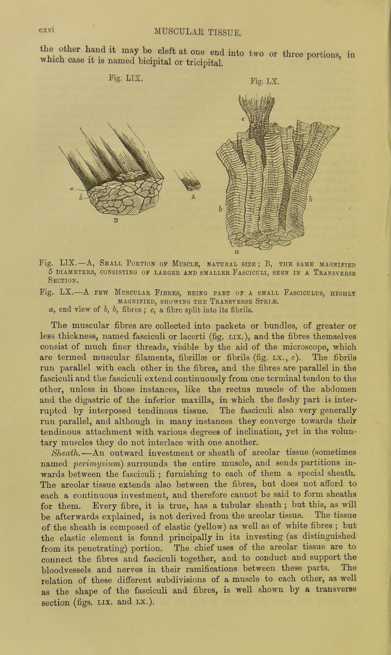 Fig. LIX.—A, Small Portion op Muscle, natural size; B, the same magnified 5 diameters, consisting of larger and smaller fasciculi, seen in a transverse Section. Fig. LX.—A FEW Muscular Fibres, being part of a small Fasciculus, highlt MAGNIFIED, SHOWING THE TRANSVERSE StRI^. a, end view of 6, h, fibres ; c, a fibre split into its fibrils. The muscular fibres are collected into packets or bundles, of greater or les3 thickness, named fasciculi or lacerti (fig. lis..), and the fibres themselves consist of much finer threads, visible by the aid of the microscope, which are termed muscular filaments, fibrillse or fibrils (fig. lx., c). The fibrils run parallel with each other in the fibres, and the fibres are parallel in the fasciculi and the fasciculi extend continuously from one terminal tendon to the other, unless in those instances, like the rectus muscle of the abdomen and the digastric of the inferior maxilla, in which the fleshy part ia inter- rupted by interposed tendinous tissue. The fasciculi also very generally run parallel, and although in many instances they converge towards their tendinous attachment with various degrees of inclination, yet in the volun- tary muscles they do not interlace with one another. Sheath.—An outward investment or sheath of areolar tissue (sometimes named perimysium) surrounds the entire muscle, and sends partitions in- wards between the fasciculi ; furnishing to each of them a special sheath. The areolar tissue extends also between the fibres, but does not afford to each a continuous investment, and therefore cannot be said to form sheaths for them. Every fibre, it is true, has a tubular sheath ; but this, as will be afterwards explained, is not derived from the areolar tissue. The tissue of the sheath is composed of elastic (yellow) as well as of white fibres ; but the elastic element is found principally in its investing (as distinguished from its penetrating) portion. The chief uses of the areolar tissue are to connect the fibres and fasciculi together, and to conduct and support the bloodvessels and nerves in their ramifications between these parts. The relation of these different subdivisions of a muscle to each other, as well as the shape of the fasciculi and fibres, is well shown by a transverse section (figs. Lix. and lx.).