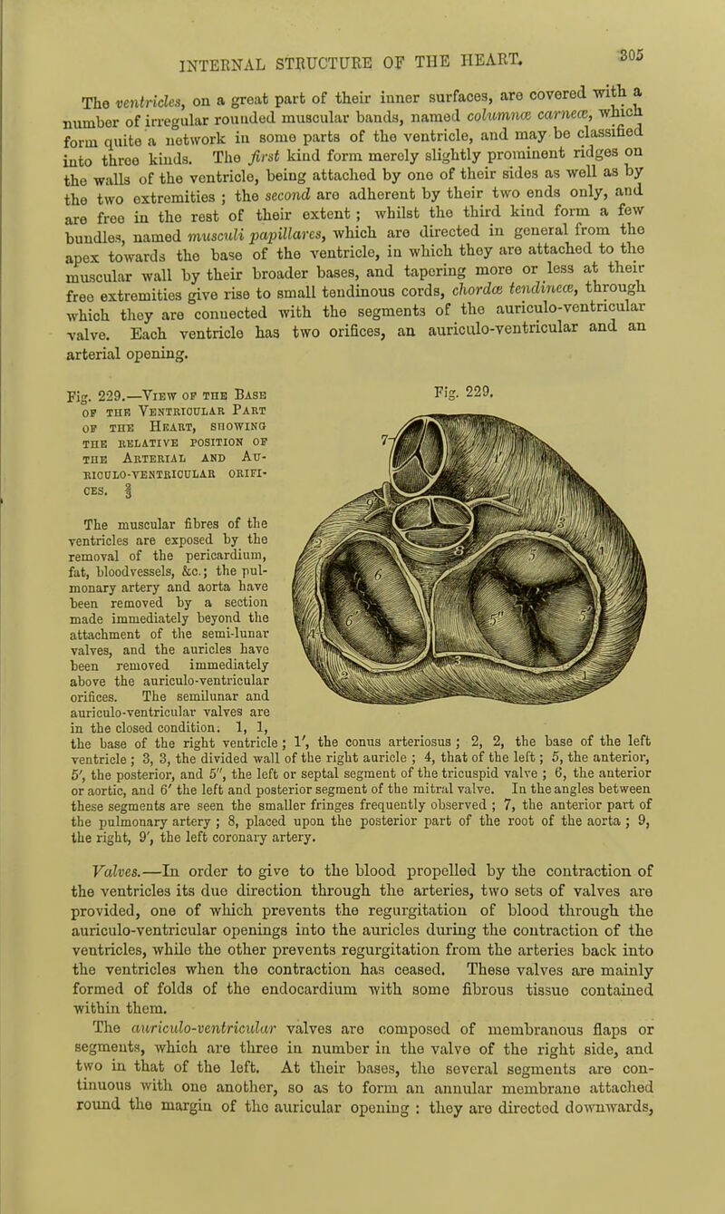 ;305 The ventricles, on a great part of their inner surfaces, are covered mth a number of irregular rouuded muscular bands, named cohomncti carneic, wJiictt form quite a network iu some parts of the ventricle, and may be classified into three kinds. The first kind form merely slightly prominent ndges on the walls of the ventricle, being attached by one of their sides as well as by the two extremities ; the second are adherent by their two ends only, and are free in the rest of their extent; whUst the thii-d kind form a few bundles, named miisculi papillares, which are directed in general from the apex towards the base of the ventricle, in which they are attached to the muscular wall by their broader bases, and tapering more or less at their free extremities give rise to small tendinous cords, chordoi tendinece, through which they are connected with the segments of the aunculo-ventncular valve. Each ventricle has two orifices, au auriculo-ventricular and an arterial opening. Fig. 229.—View op the Base Fig. 229, OP THR Ventricular Part OP THE Heart, showino THE relative POSITION OP THE Arterial and Atj- ricdlo-tentkicular orifi- ces, I The muscular fibres of the ventricles are exposed hj the removal of the pericardium, fat, bloodvessels, &c.; the pul- monary artery and aorta have heen removed by a section made immediately beyond the attachment of the semi-lunar valves, and the auricles have been removed immediately above the auriculo-ventricular orifices. The semilunar and auriculo-ventricular valves are in the closed condition; 1, 1, the base of the right ventricle; 1', the conus arteriosus ; 2, 2, the base of the left ventricle ; 3, 3, the divided wall of the right auricle ; 4, that of the left; 5, the anterior, 5', the posterior, and 5, the left or septal segment of the tricuspid valve ; 6, the anterior or aortic, and 6' the left and posterior segment of the mitral valve. In the angles between these segments are seen the smaller fringes frequently observed ; 7, the anterior part of the pulmonary artery ; 8, placed upon the posterior part of the root of the aorta ; 9, the right, 9', the left coronary artery. Valves.—In order to give to the blood propelled by the contraction of the ventricles its duo direction through the arteries, two sets of valves are provided, one of which prevents the regurgitation of blood through, the auriculo-ventricular openings into the auricles during the contraction of the ventricles, while the other prevents regurgitation from the arteries back into the ventricles when the contraction has ceased. These valves are mainly formed of folds of the endocardium with some fibrous tissue contained within them. The auricido-ventricidar valves are composed of membranous flaps or segments, which are three in number in the valve of the right side, and two in that of the left. At their bases, the several segments are con- tinuous with one another, so as to form an annular membrane attached round the margin of the auricular opening : they are directed downwards,