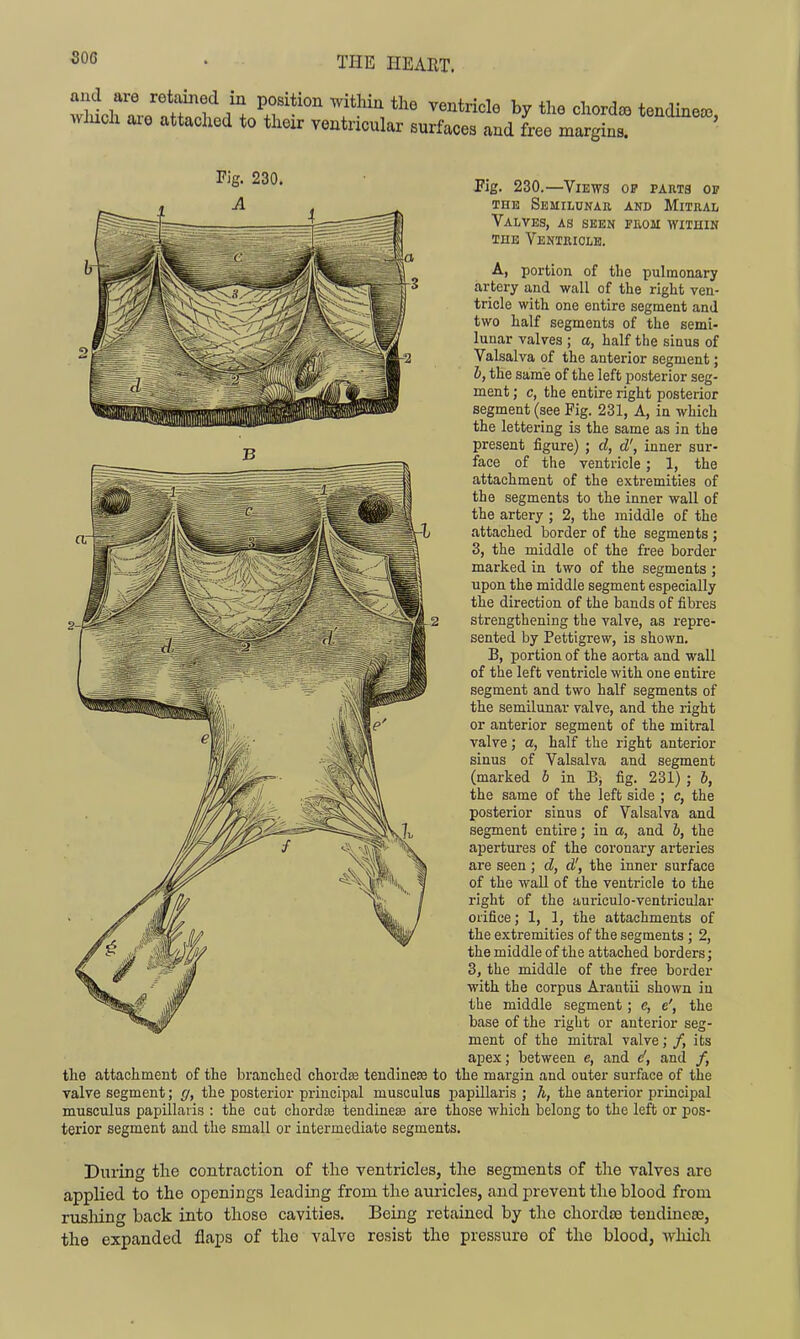 wlucli axe attached to their ventricular surfaces and free margins. Fig. 230.—Views op parts op THE Semilunar and Mitral Valves, as seen from within THE Ventricle. A, portion of the pulmonary artery and wall of the right ven- tricle with one entire segment and two half segments of the semi- lunar valves ; a, half the sinus of Valsalva of the anterior segment; b, the same of the left posterior seg- ment ; c, the entire right posterior segment (see Fig. 231, A, in which the lettering is the same as in the present figure) ; d, d', inner sur- face of the ventricle; 1, the attachment of the extremities of the segments to the inner wall of the artery ; 2, the middle of the attached border of the segments ; 3, the middle of the free border marked in two of the segments ; upon the middle segment especially the direction of the bands of fibres strengthening the valve, as repre- sented by Pettigrew, is shown. B, portion of the aorta and wall of the left ventricle with one entire segment and two half segments of the semilunar valve, and the right or anterior segment of the mitral valve; a, half the right anterior sinus of Valsalva and segment (marked b in B, fig. 231) ; 6, the same of the left side ; c, the posterior sinus of Valsalva and segment entire; in a, and b, the apertures of the coronary arteries are seen ; d, d', the inner surface of the wall of the ventricle to the right of the auriculo-ventricular orifice; 1, 1, the attachments of the extremities of the segments ; 2, the middle of the attached borders; 3, the middle of the free border with the corpus Arantii shown in the middle segment; c, e', the base of the right or anterior seg- ment of the mitral valve; /, its apex; between e, and and /, the attachment of the branched chordee teudineas to the margin and outer surface of the valve segment; (/, the posterior principal musculus papillaris ; h, the anterior principal musculus papillaris : the cut chordoe tendinese are those whicli belong to the left or pos- terior segment and the small or intermediate segments. During the contraction of the ventricles, the segments of the valves are applied to the openings leading from the auricles, and prevent the blood from rushing back into those cavities. Being retained by the cliordas tendinese, the expanded flaps of the valve resist the pressure of the blood, -wliich