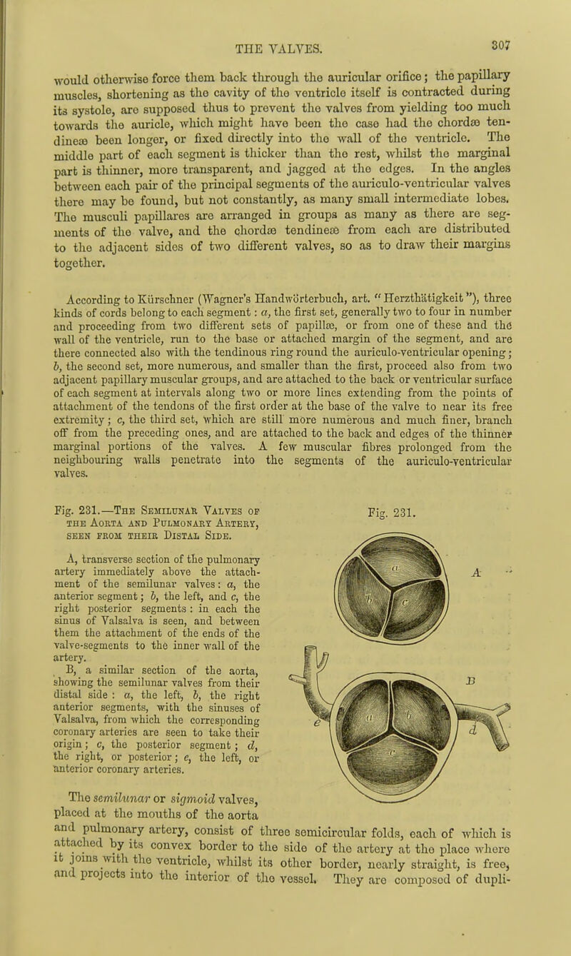 THE VALVES. would otlienvise force them back through the auricular orifice; the papillary inusclesj shortening as the cavity of the ventricle itself is contracted during its systole, are supposed thus to prevent the valves frona yielding too much towards tlie auricle, which might have been the case had the chordas ten- diuece been longer, or fixed dii'ectly into the wall of the ventricle. The middle part of each segment is tliicker than the rest, whilst the marginal part is tliinner, more transparent, and jagged at the edges. In the angles between each pair of the principal segments of the auriculo-ventricular valves there may be found, but not constantly, as many smaU intermediate lobes. The musculi papillares are arranged in groups as many as there are seg- ments of the valve, and the chordiB tendinete from each are distributed to the adjacent sides of two different valves, so as to draw their margins together. According to Kurschner (Wagner's Handwortcrbuch, art.  Herzthatigkeit), three kinds of cords belong to each segment: a, the first set, generally two to four in number and proceeding from two different sets of papillce, or from one of these and the wall of the ventricle, run to the base or attached margin of the segment, and are there connected also with the tendinous ring round the auriculo-ventricular opening; h, the second set, more numerous, and smaller than the first, proceed also from two adjacent papillary muscular groups, and are attached to the back or ventricular surface of each segment at intervals along two or more lines extending from the points of attachment of the tendons of the first order at the base of the valve to near its free extremity; c, the third set, Which are still more numerous and much finer, branch oflF fi-om the preceding ones, and are attached to the back and edges of the thinner marginal portions of the valves. A few muscular fibres prolonged from the neighbouring walla penetrate into the segments of the auriculo-ventricular valves. Pis'. 231. Fig. 231.—The SEMiLrNAR Valves of THE AOUTA AND PuLMONART AeTERV, SEEN FROM THEIR DlSTAL SiDE. A, transverse section of the pulmonary artery immediately above the attach- ment of the semilunar valves: a, the anterior segment; &, the left, and c, the right posterior segments : in each the sinus of Valsalva is seen, and between them the attachment of the ends of the valvc-segments to the inner wall of the artery. B, a similar section of the aorta, showiog the semihmar valves from their distal side : a, the left, 5, the right anterior segments, with the sinuses of Valsalva, from which the corresponding coronaiy arteries are seen to take their origin; c, the posterior segment; d, the right, or posterior; c, the left, or anterior coronary arteries. Tlio semilunar or sigmoid valves, placed at the mouths of the aorta and pulmonary artery, consist of three semicircular folds, each of wliich is attached by its convex border to the side of the artery at tho place where It joms with the ventricle, whilst its other border, nearly straight, is free, and projects mto the interior of tlie vessel. They are composed of dupli-