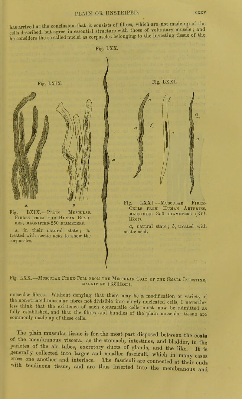 I'LAIN OR UNSTKIPED. has arrived at the conclusion that it consists of fibres, which are not made up of the cells described, but agree in essential structure with those of voluntary muscle; and he considers the so-called nuclei as corpuscles belonging to the investing tissue ot the Fig. LXX. Fig. LXIX. Fig, LXXI. Fig. LXIX.—Plain Muscular Fibres from the Human Blad- der, MAGNIFIED- 250 DIAMETERS. A, in their natural state ; b, treated with acetic, acid to show the corpuscles. Fig. LXXI.—Muscular Fibre- Gmlls from Human Arteries, MAGNIFIED 350 DIAMETERS (Kol- liker). a, natural state ; h, treated with acetic acid. Fig. LXX.—MusonxAR Fibre-Cell from the Muscular Coat of the Small Intestine, MAGNIFIED (KolUker). muscular fibres. Without denying that there may be a modification or variety of the non-.striated muscular fibres not divisible into singly nucleated cells, I neverthe- less think that the existence of such contractile cells must now be admitted as fully esUblished, and that the fibres and bundles of the plain muscular ti-s.sue are commonly made up of these cells. The plain muscular tissue is for the most part disposed between the coats of the membranous viscera, as the stomach, intestines, and bladder, in the parietes of the air tubes, excretory ducts of glands, and the like.' It ia generally collected into larger and smaller fasciculi, which in many cases cross one another and interlace. The fasciculi are connected at their ends with tendinous tissue, and are thus inserted into the membranous and