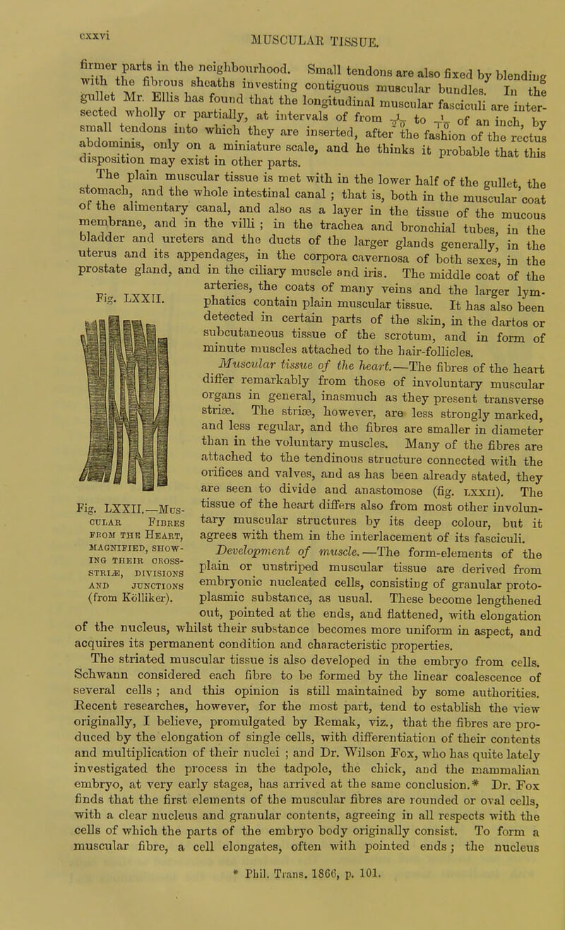 CXXVl Fig. LXXII, wT +r fiK ^^f Small tendons are also fixed by blending t fibrous sheaths investing contiguous muscular bundles In th! gul e Mr. Elhs has found that the longitudinal muscular fascicu are inter! sected wholly or partially, at intervals of from to of an iLh h^ small tendons into which they are inserted, after the fashion of the re'ctus abdominrs, only on a miniature scale, and he thinks it probable that this disposition may exist in other parts. The plain muscular tissue is met with in the lower half of the gullet the stomach and the whole intestinal canal ; that is, both in the muscular'coat of the alimentary canal, and also as a layer in the tissue of the mucous membrane, and in the vilU ; in the trachea and bronchial tubes in the bladder and ureters and the ducts of the larger glands generaUy in the uterus and its appendages, in the corpora cavernosa of both sexes in the prostate gland, and m the ciliary muscle and iris. The middle coat of the arteries, the coats of many veins and the larger lym- phatics contain plain muscular tissue. It has also been detected in certain parts of the skin, m the dartos or subcutaneous tissue of the scrotum, and in form of minute muscles attached to the hair-follicles. _ Muscular tissue of the heart.—The fibres of the heart differ remarkably from those of involuntary muscular organs in general, inasmuch as they present transverse striae. The striae, however, are less strongly marked, and less regular, and the fibres are smaller in diameter than in the voluntary muscles. Many of the fibres are attached to the tendinous structure connected with the orifices and valves, and as has been already stated, they are seen to divide and anastomose (fig. lxxii). The tissue of the heart difi'ers also from most other involun- tary muscular structures by its deep colour, but it agrees with them in the interlacement of its fasciculi. Development of muscle.—The form-elements of the plain or unstriped muscular tissue are derived from embryonic nucleated cells, consisting of granular proto- plasmic substance, as usual. These become lengthened out, pointed at the ends, and flattened, with elongation of the nucleus, whilst their substance becomes more uniform in aspect, and acquires its permanent condition and chnracteristic properties. The striated muscular tissue is also developed in the embryo from cells. Schwann considered each fibre to be formed by the linear coalescence of several cells ; and this opinion is still maintained by some authorities. Recent researches, however, for the most part, tend to establish the view originally, I believe, promulgated by Remak, viz., that the fibres are pro- duced by the elongation of single cells, with difi'erentiation of their contents and multiplication of their nuclei ; and Dr. Wilson Fox, who has quite lately investigated the process in the tadpole, the chick, and the mammalian embryo, at very early stages, has arrived at the same conclusion.* Dr. Fox finds that the first elements of the muscular fibres are rounded or oval cells, ■with a clear nucleus and granular contents, agreeing in all respects with the cells of which the parts of the embryo body originally consist. To form a muscular fibre, a cell elongates, often with pointed ends; the nucleus Fig. LXXII.—Mus- cui-AR Fibres FROM THE Heart, MAGNIFIED, SHOW- ING THEIE CROSS- STRI^, DIVISIONS AND JUNCTIONS (from Kolliker). » Pbil. Trans. 1866, p. lOL