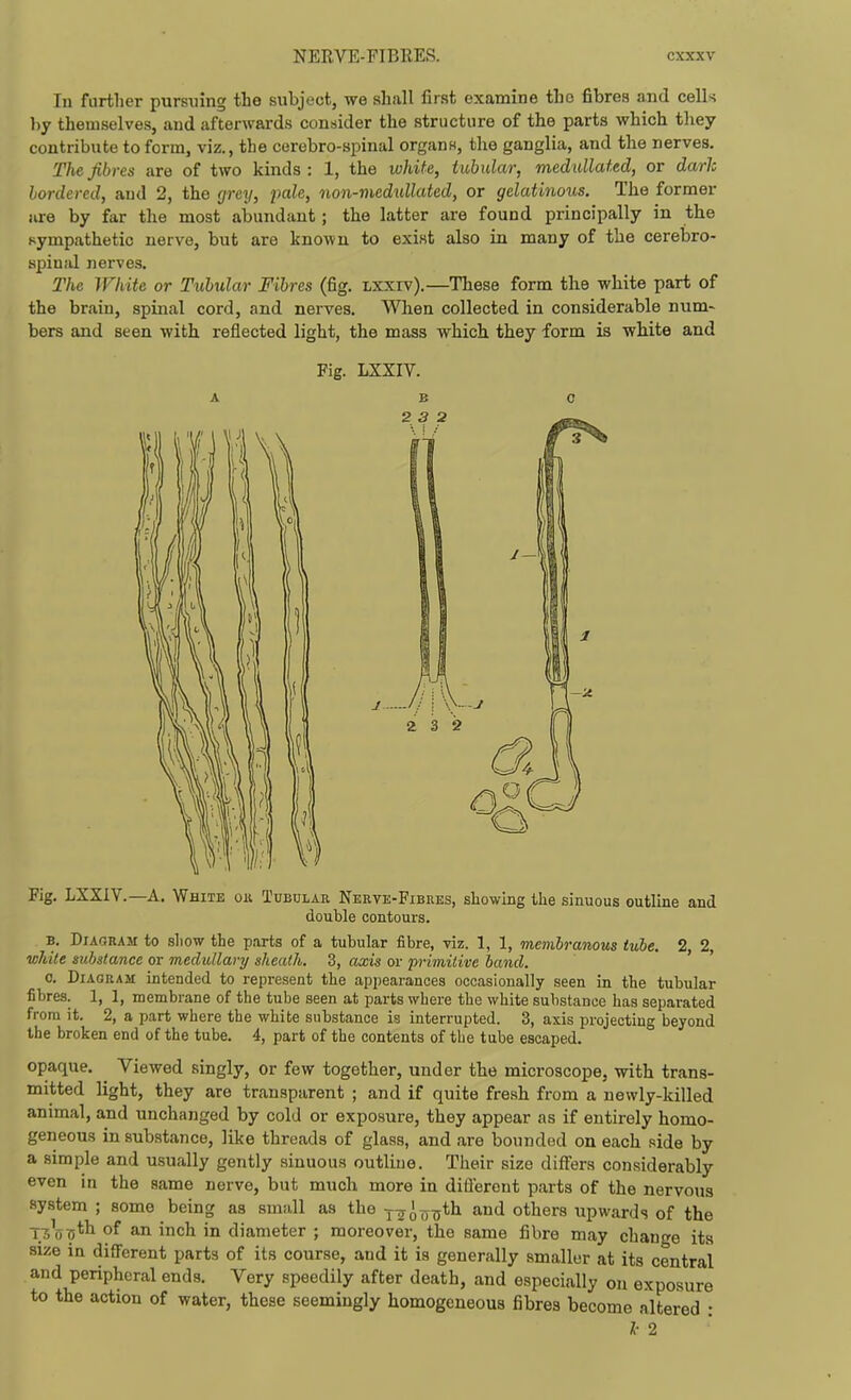 In further pursuing the subject, we shall first examine the fibres and cells by themselves, and afterwards consider the structure of the parts which they contribute to form, viz., the cerebro-spinal organw, the ganglia, and the nerves. The fibres are of two kinds : 1, the white, tubular, medullated, or dark bordered, and 2, the fjrey, pale, non-medullated, or gelatinous. The former are by far the most abundant; the latter are found principally in the sympathetic nerve, but are known to exist also in many of the cerebro- spinal nerves. The White or Tubular Fibres (fig, Lxxrv).—These form the white part of the brain, spinal cord, and nerves. When collected in considerable num- bers and seen with reflected light, the mass which, they form is white and Fig. LXXIV. Fig. LXXIV.—A. White on Tubular Nervk-Fibres, showing the sinuous outline and double contours. B. Diagram to sliow the parts of a tubular fibre, viz. 1, 1, memlrarbous tube. 2, 2, ivJiite substance or medullary sheath, 3, axis or primilive band. ' ' 0. Diagram intended to represent the appearances occasionally seen in the tubular fibres. 1, 1, membrane of the tube seen at parts where the white substance has separated from it. 2, a part where the white substance is interrupted. 3, axis projecting beyond the broken end of the tube. 4, part of the contents of the tube escaped. opaque. ^ Viewed singly, or few together, under the microscope, with trans- mitted light, they are transparent ; and if quite fresh from a newly-killed animal, and unchanged by cold or exposure, they appear as if entirely homo- geneous in substance, like threads of glass, and are bounded on each side by a simple and usually gently sinuous outline. Their size differs considerably even in the same nerve, but much more in difi'erent parts of the nervous system ; some being as small as the ^.^^^^th and others upwards of the T^V^*^ of an inch in diameter ; moreover, the same fibre may change its size in different parts of its course, and it is generally smaller at its central and peripheral ends. Very speedily after death, and especially on exposure to the action of water, these seemingly homogeneous fibres become altered : I- 2