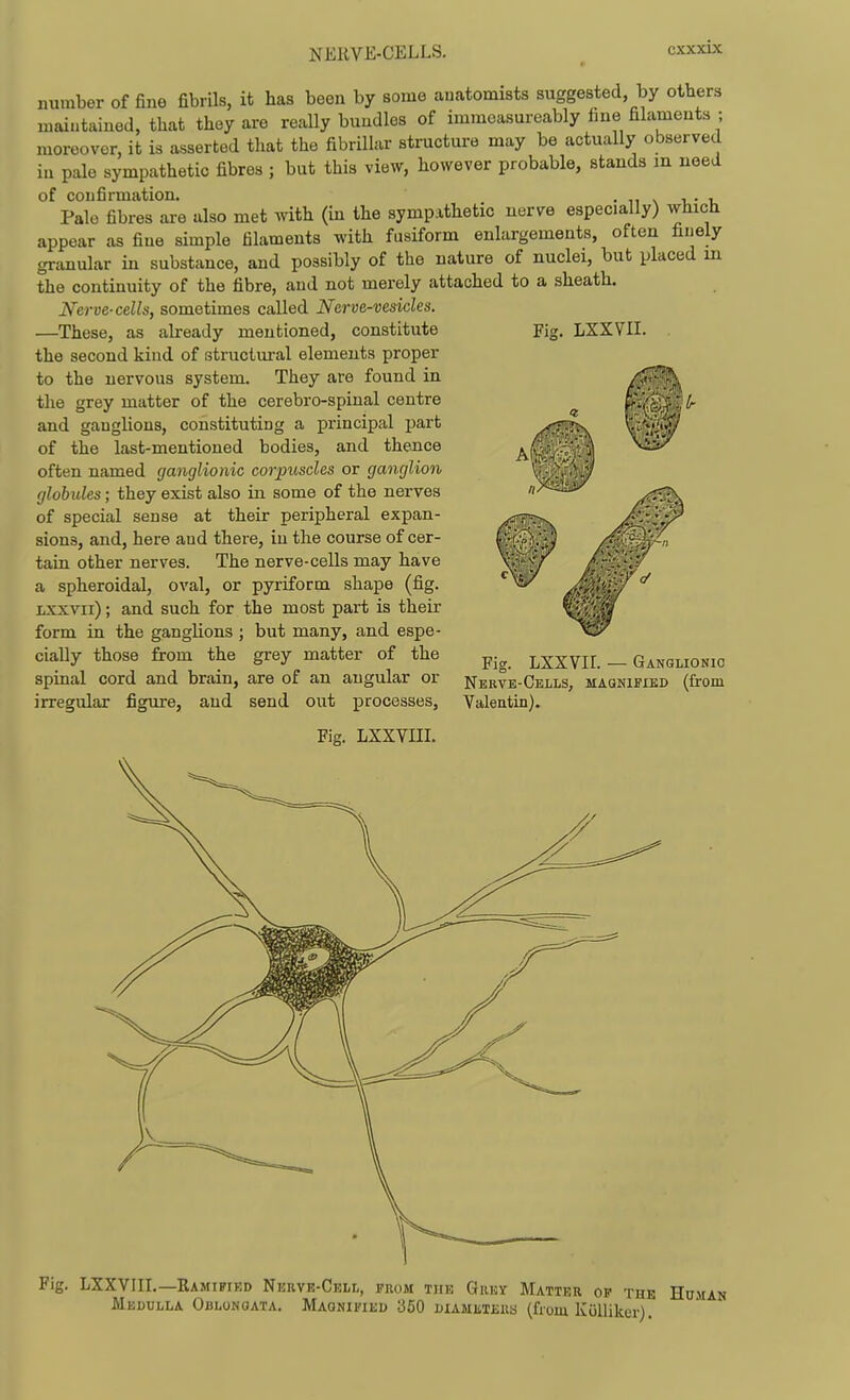 NEKVE-CELLS. Fig. LXXVII. number of fine fibrils, it has been by some anatomists suggested by others uiaiutaiued, that they are really bundles of immoasureably fine filaments ; moreover, it is asserted that the fibrillar structure may be actually observed iu pale sympathetic fibres ; but this view, however probable, stands m need of confirmation. • n \ t. Pale fibres are also met with (in the sympathetic nerve especially) which appear as fine simple filaments with fusiform enlargements, often finely granular in substance, and possibly of the nature of nuclei, but placed in the continuity of the fibre, and not merely attached to a sheath. Nerve-cells, sometimes called Nerve-vesicles. —These, as already mentioned, constitute the second kind of structural elements proper to the nervous system. They are found in the grey matter of the cerebro-spinal centre and ganglions, constituting a principal part of the last-mentioned bodies, and thence often named ganglionic corpuscles or ganglion globules; they exist also in some of the nerves of special sense at their peripheral expan- sions, and, here aud there, iu the course of cer- tain other nerves. The nerve-cells may have a spheroidal, oval, or pyriform shape (fig. Lxxvii); and such for the most part is their form in the ganglions ; but many, and espe- cially those from the grey matter of the spinal cord and brain, are of an angular or irregular figure, aud send out processes, Fig. LXXVII. — GANGiiiONio Nebve-Cells, magnified (from Valeatin). Fig. LXXVIII. Fig. LXXVIII.—Ramified Ni!iivK-CEiiL, from the Grey Matter op the Human Medulla OBiiONOATA. Magnified 350 diameters (from Kolliker).