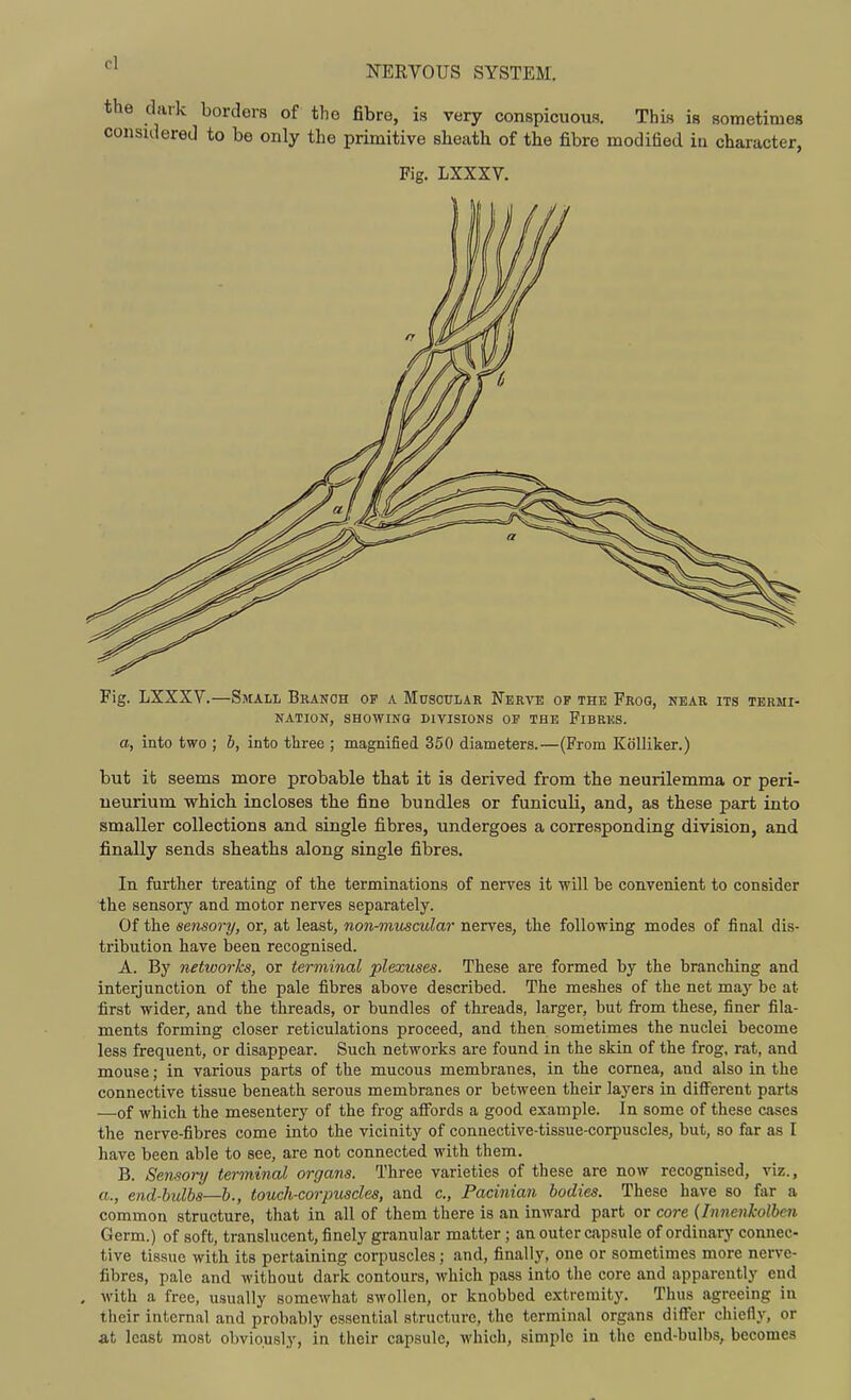 NERVOUS SYSTEM. the dark borders of tho fibre, is very conspicuous. This is sometimes considered to be only the primitive sheath of the fibre modified ia character, Fig. LXXXV.—Small Branch of a Musoulak Nerve op the Frog, near its termi- nation, SHOWING DIVISIONS OF THE FlBRHS. a, into two ; h, into three ; magnified 350 diameters.—(From Kiilliker.) but it seems more probable that it is derived from the neurilemma or peri- neurium which incloses the fine bundles or funiculi, and, as these part into smaller collections and single fibres, undergoes a corresponding division, and finally sends sheaths along single fibres. In further treating of the terminations of nerves it will be convenient to consider the sensory and motor nerves separately. Of the sensory, or, at least, non-muscular nerves, the following modes of final dis- tribution have been recognised. A. By networks, or terminal plexuses. These are formed by the branching and interjunction of the pale fibres above described. The meshes of the net may be at first wider, and the threads, or bundles of threads, larger, but Irom these, finer fila- ments forming closer reticulations proceed, and then sometimes the nuclei become less frequent, or disappear. Such networks are found in the skin of the frog, rat, and mouse; in various parts of the mucous membranes, in the cornea, and also in the connective tissue beneath serous membranes or between their layers in different parts —of which the mesentery of the frog afi'ords a good example. In some of these cases the nerve-fibres come into the vicinity of connective-tissue-corpuscles, but, so far as I have been able to see, are not connected with them. B. Sensory terminal organs. Three varieties of these are now recognised, viz., a., end-bulbs—b., touch-corpuscles, and c. Pacinian bodies. These have so far a common structure, that in all of them there is an inward part or core (Innenkolben Germ.) of soft, translucent, finely granular matter; an outer capsule of ordinary connec- tive tissue with its pertaining corpuscles; and, finally, one or sometimes more nerve- fibres, pale and without dark contours, which pass into the core and apparently end . with a free, usually somewhat swollen, or knobbed extremity. Thus agreeing in their internal and probably essential structure, the terminal organs differ chiefly, or a.t least most obviously, in their capsule, which, simple in the end-bulbs, becomes Fig. LXXXV.