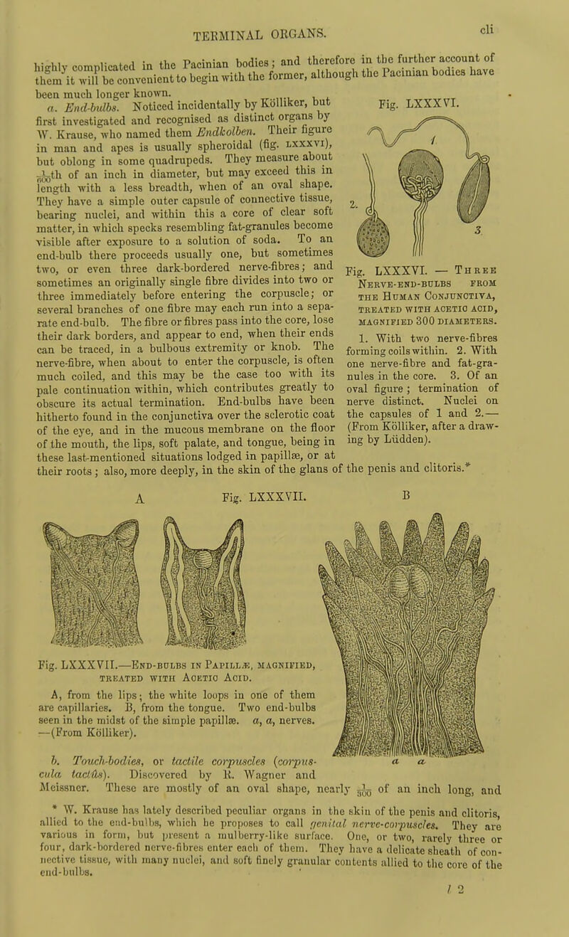 TERMINAL ORGANS. hiffhly complicated in the Pacinian bodies; and therefore in the further account of Jhfm it 3 be c^^^^^^ to begin .vith the former, although the Paciman bodies have been much longer known. a. End-bulbs. Noticed incidentally by Kblliker, but first investigated and recognised as distinct organs by W. Krause, who named them Endkolben. Their figure in man and apes is usually spheroidal (fig. lxxxvi), but oblong in some quadrupeds. They measure about jjLth of an inch in diameter, but may exceed this in length with a less breadth, when of an oval shape. They have a simple outer capsule of connective tissue, bearing nuclei, and within this a core of clear soft matter, in which specks resembling fat-granules become visible after exposure to a solution of soda. To an end-bulb there proceeds usually one, but sometimes two, or even three dark-bordered nerve-fibres; and sometimes an originally single fibre divides into two or three immediately before entering the corpuscle; or several branches of one fibre may each run into a sepa- rate end-bulb. The fibre or fibres pass into the core, lose their dark borders, and appear to end, when their ends can be traced, in a bulbous extremity or knob. The nerve-fibre, when about to enter the corpuscle, is often much coiled, and this may be the case too with its pale continuation within, which contributes greatly to obscure its actual termination. End-bulbs have been hitherto found in the conjunctiva over the sclerotic coat of the eye, and in the mucous membrane on the floor of the mouth, the lips, soft palate, and tongue, being in these last-mentioned situations lodged in papillae, or at their roots; also, more deeply, in the skin of the glans of the penis and clitoris, A Fig. LXXXVII. B Fig. LXXXVI. — Three NERVE-KKD-nnLBS FROM THE Human Conjunctiva, TREATED WITH ACETIO ACID, MAGNIFIED 300 DIAMETERS. 1. With two nerve-fibres forming coils within. 2. With one nerve-fibre and fat-gra- nules in the core. 3. Of an oval figure ; termination of nerve distinct. Nuclei on the capsules of 1 and 2.— (From Kolliker, after a draw- ing by Liidden). Fig. LXXXVII.—End-bulbs in Papillae, magnified, TREATED WITH AOETIO AciD. A, from the lips; the white loops in one of them are capillaries. 13, from the tongue. Two end-bulbs seen in the midst of the simple papillae, a, a, nerves. —(From Kolliker). b. Touch-bodies, or tactile corpuscles {corpus- cula taclils). Discovered by K. Wagner and Meissner. These are mostly of an oval shape, nearly gjjj of an inch long, and * W. Krause has lately described peculiar organs in the skiu of the penis and clitoris allied to the end-bulbs, which he proposes to call f/enltal nerve-covpuscles. They are various in form, but present a luulberry-like surface. One, or two, rarely three'or four, dark-bordered ncrve-fibrcs enter each of them. They liave a delicate sheath of con- nective tis.suc, with many nuclei, and soft finely granular contents allied to the core of the end-bulbs. / 2