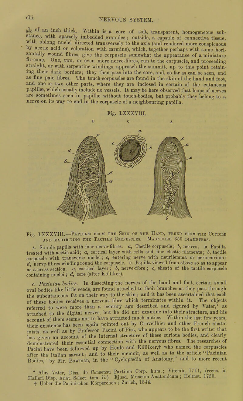 NERVOUS SYSTEM. 50(5 of an inch thick. Within is a core of soft, transparent, homogeneous sub- stance, with sparsely imbedded granules; outside, a capsule of connective tissue, with oblong nuclei directed transversely to the axis (and rendered more conspicuous by acetic acid or coloration with carmine), which, together perhaps with some hori- zontally wound fibres, give the corpuscle somewhat the appearance of a miniature fir-cone. One, two, or even more nerve-fibres, run to the corpuscle, and proceeding straight, or with serpentine windings, approach the summit, up to this point retain- ing their dark borders; they then pass into the core, and, so far as can be seen, end as fine pale fibres. The touch-corpuscles are found in the skin of the hand and foot, and one or two other parts, where they are inclosed in certain of the cutaneous papillae, which usually include no vessels. It may be here observed that loops of nerves are sometimes seen in papillas without touch-bodies, but probably they belong to a nerve on its way to end in the corpuscle of a neighbouring papilla. Fig. LXXXVIII. BO A / 1 Fi. LXXXVIII.—Papilla from the Skin op the Hand, freed from the Cctiole AND EXHIBITING THE TACTILE (JoRPUSOLES. MAGNIFIED 350 A. Simple papilla with four nerve-fibres. DIAMETERS. Tactile corpuscle ; &, nerves, b. Papilla treated with acetic acid; a, cortical layer with cells and fine elastic filaments; b, tactile corpuscle with transverse nuclei; c, entering nerve with neurilemma or perineurium; d, nerve-fibres winding round the corpuscle, o. Papilla viewed from above so as to appear as a cross section, a, cortical layer ; 6, nerve-fibre ; c, sheath of the tactile corpuscle containing nuclei; d, core (after Kolliker). c. Pacinian todies. In dissecting the nerves of the hand and foot, certain small oval bodies like little seeds, are found attached to their branches as they pass through the subcutaneous fat on their way to the skin; and it has been ascertained that each of these bodies receives a nervous fibre which terminates within it. The objects referred to were more than a century ago described and figured by Vater,* as attached to the digital nerves, but he did not examine into their structure, and his account of them seems not to have attracted much notice. Within the last few years, their existence has been again pointed out by Cruveilhier and other French anato- mists as well as by Professor Pacini of Pisa, who appears to be the first writer that has given an account of the internal structure of these curious bodies, and clearly demonstrated their essential connection with the nervous fibres. The researches of Pacini have been followed up by Henle and Kblliker,t who named the corpuscles after the Italian savant; and to their memoir, as well as to the article Pacinian Bodies, by Mr. Bowman, in the  Cyclopaedia of Anatomy, and to more recent • Abr. Vater, Diss, de Consensu Partium Corp. hum.; Vitemb. 1741, (recus. in Ilalleri Disp. Anat. Select, torn, ii.) Ejusd. Museum Aiiatomicum ; Helmst. 1760. t Ueber die Pacinischen ICiirperchen ; Zurich, 1844.